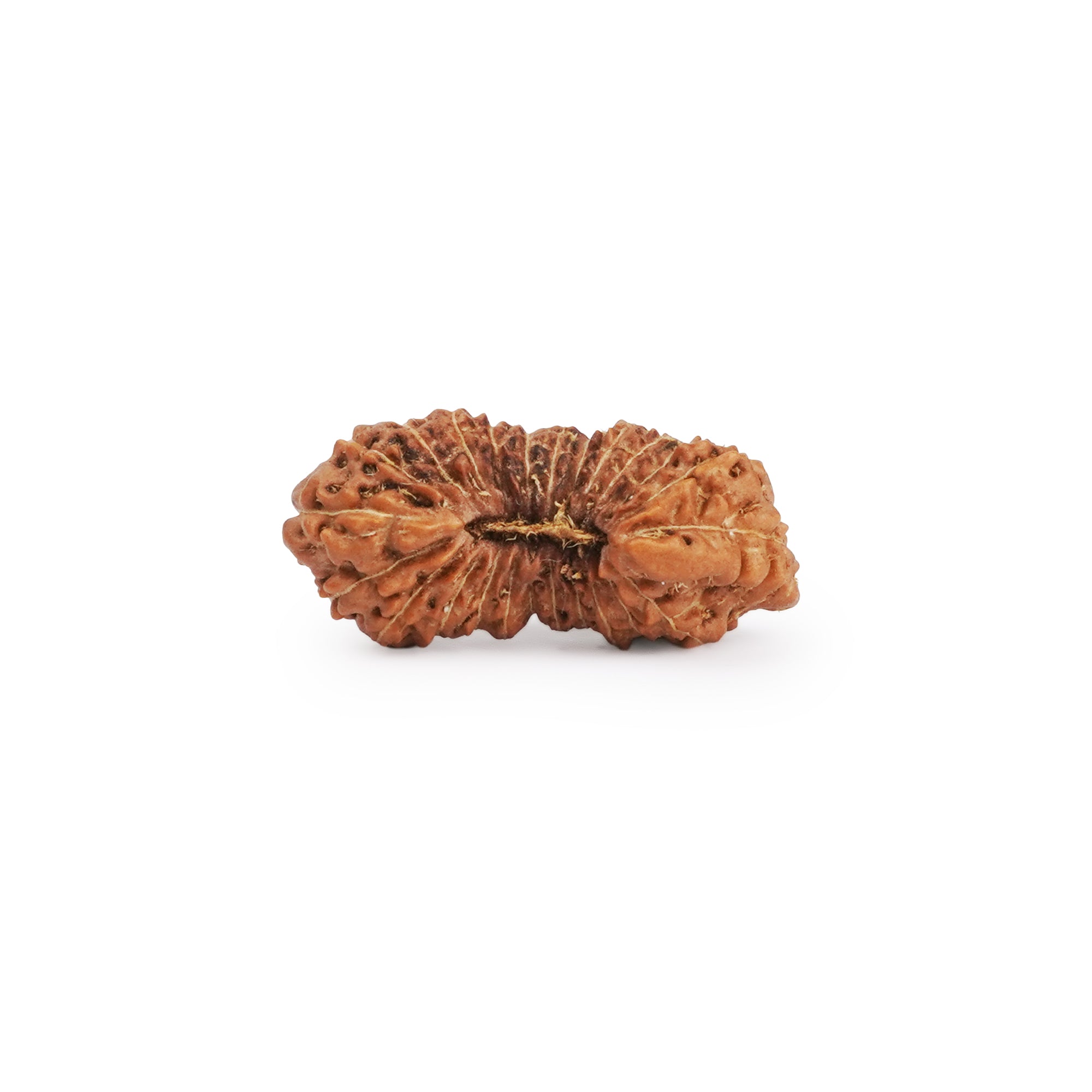 Natural 24 Mukhi Rudraksha – Original Indonesian Bead