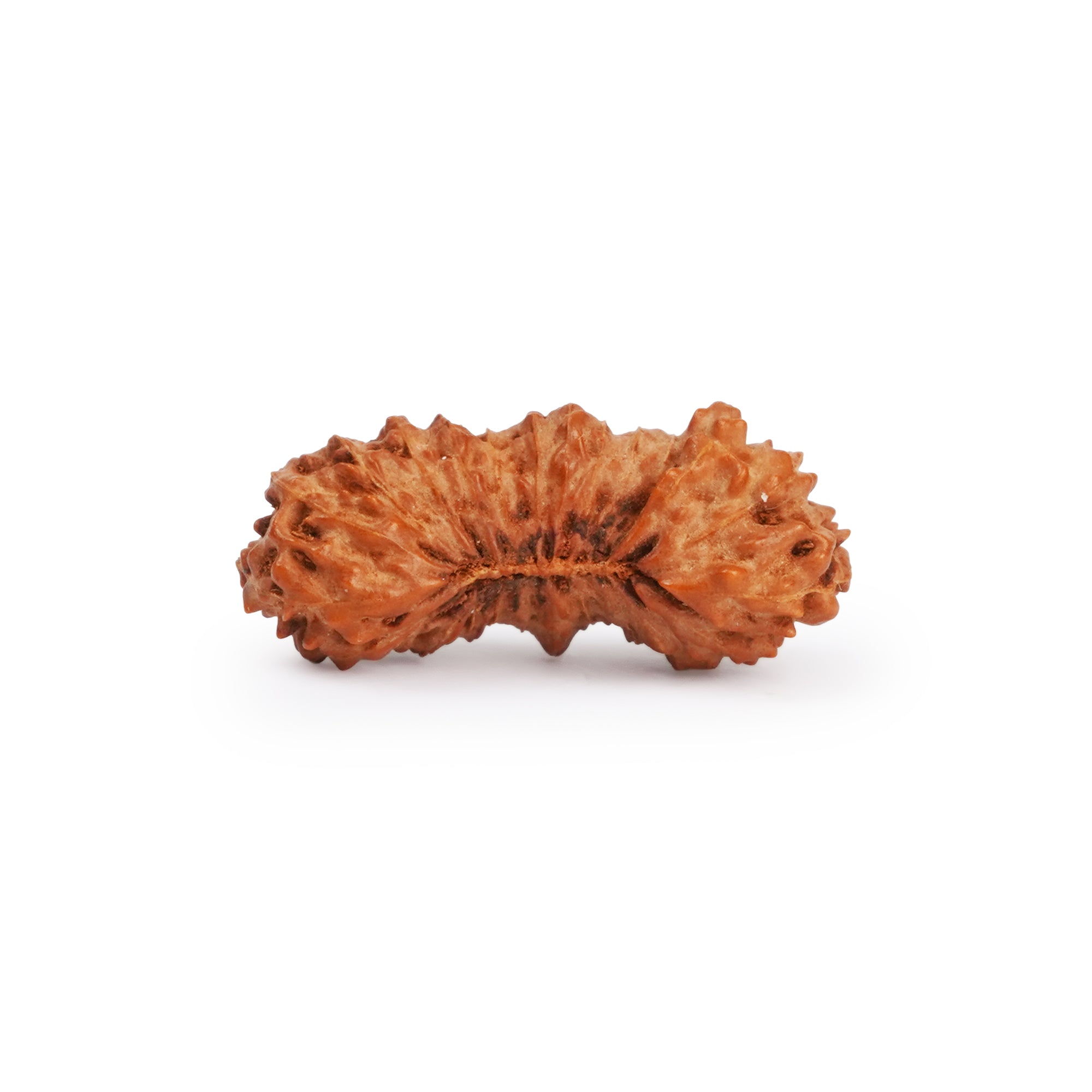 Natural 25 Mukhi Rudraksha – Original Indonesian Bead