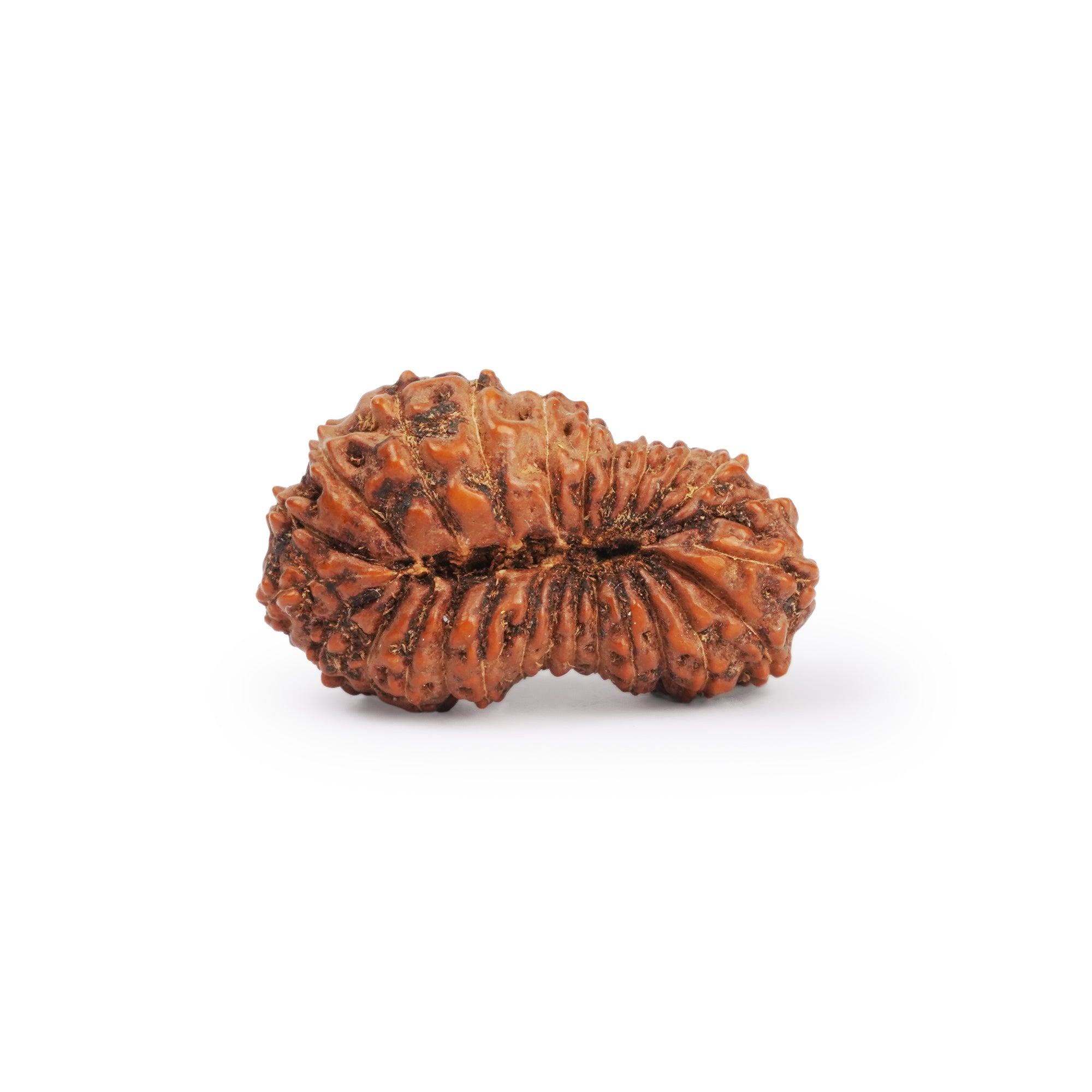 Natural 26 Mukhi Rudraksha – Original Indonesian Bead