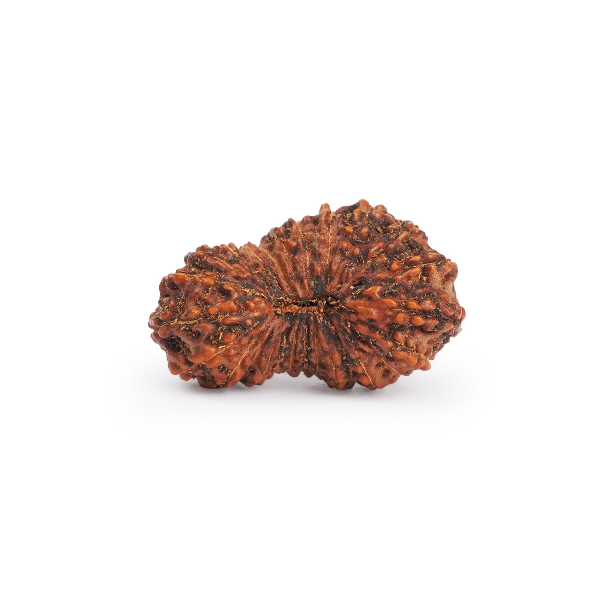 Natural 26 Mukhi Rudraksha – Original Indonesian Bead
