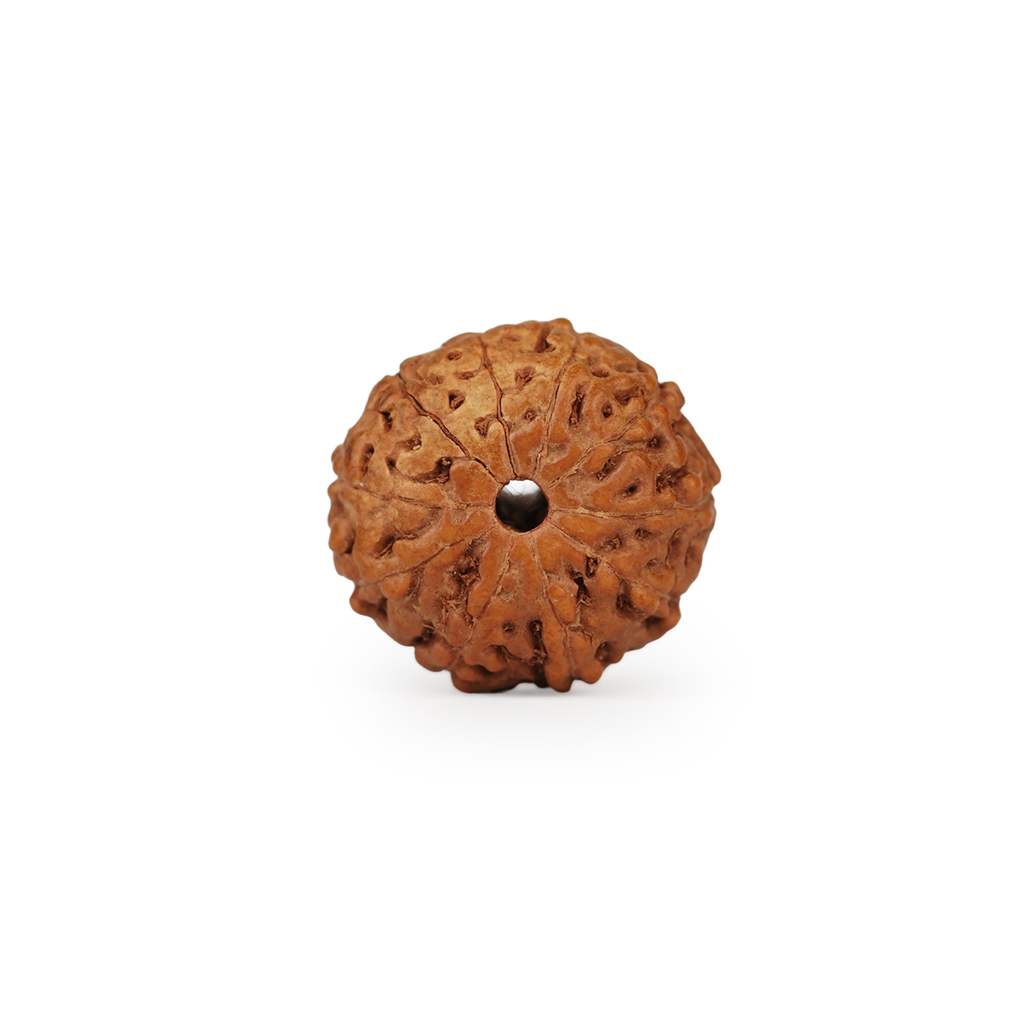 10 Mukhi Rudraksha – Original Indonesian Bead