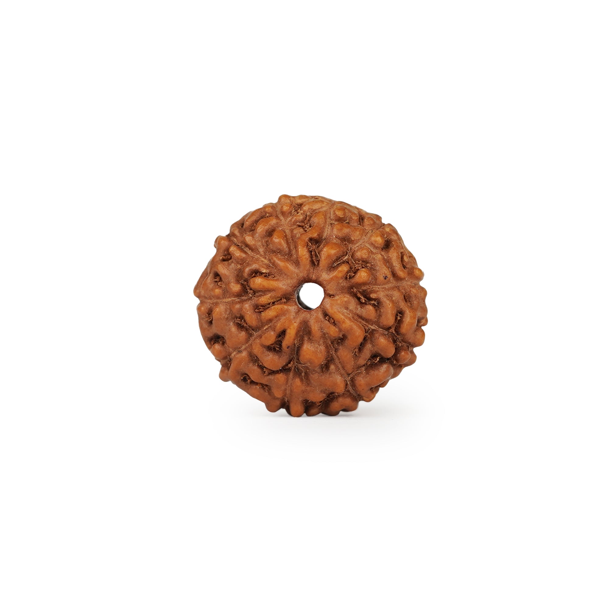 10 Mukhi Rudraksha – Original Indonesian Bead