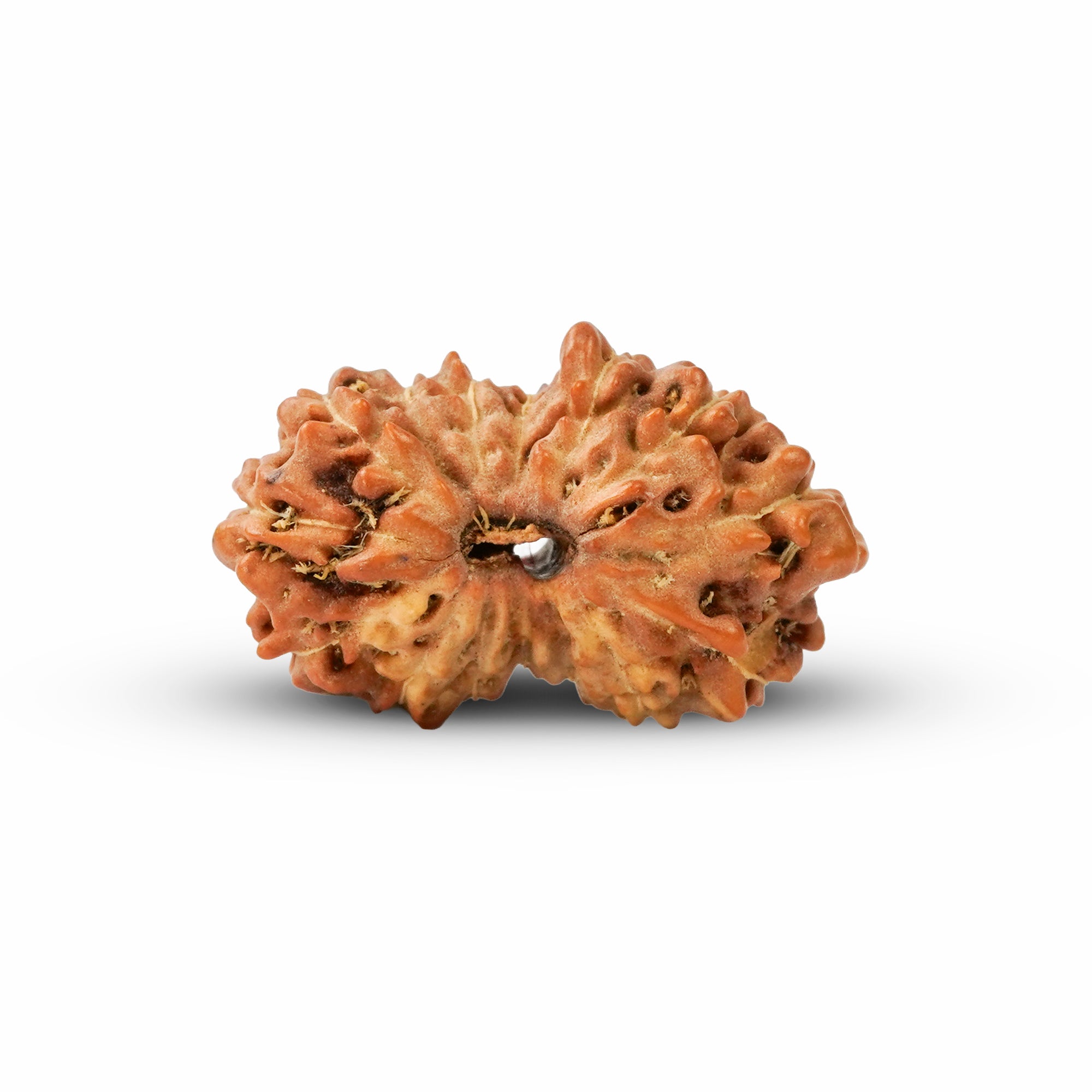 15 Mukhi Rudraksha – Original Indonesian Bead