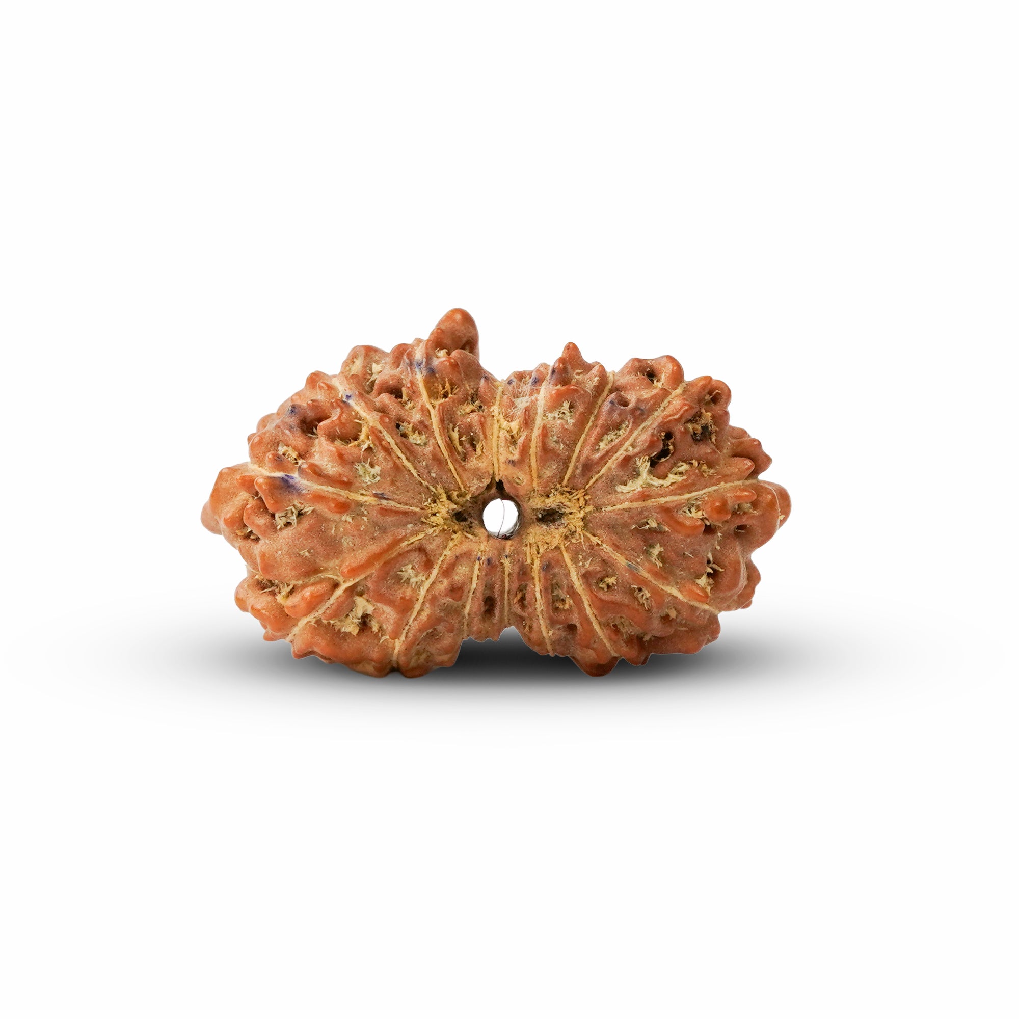 15 Mukhi Rudraksha – Original Indonesian Bead