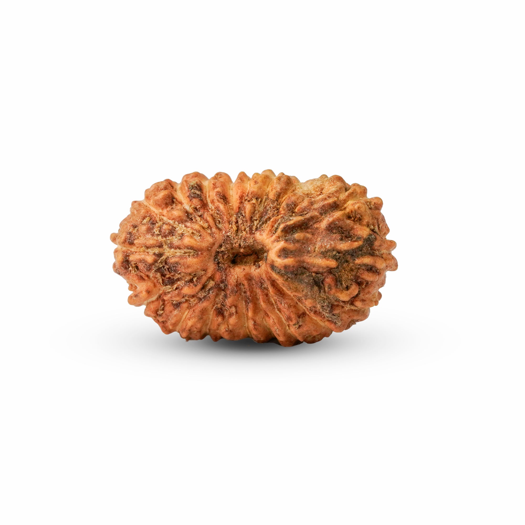19 Mukhi Rudraksha – Original Indonesian Bead