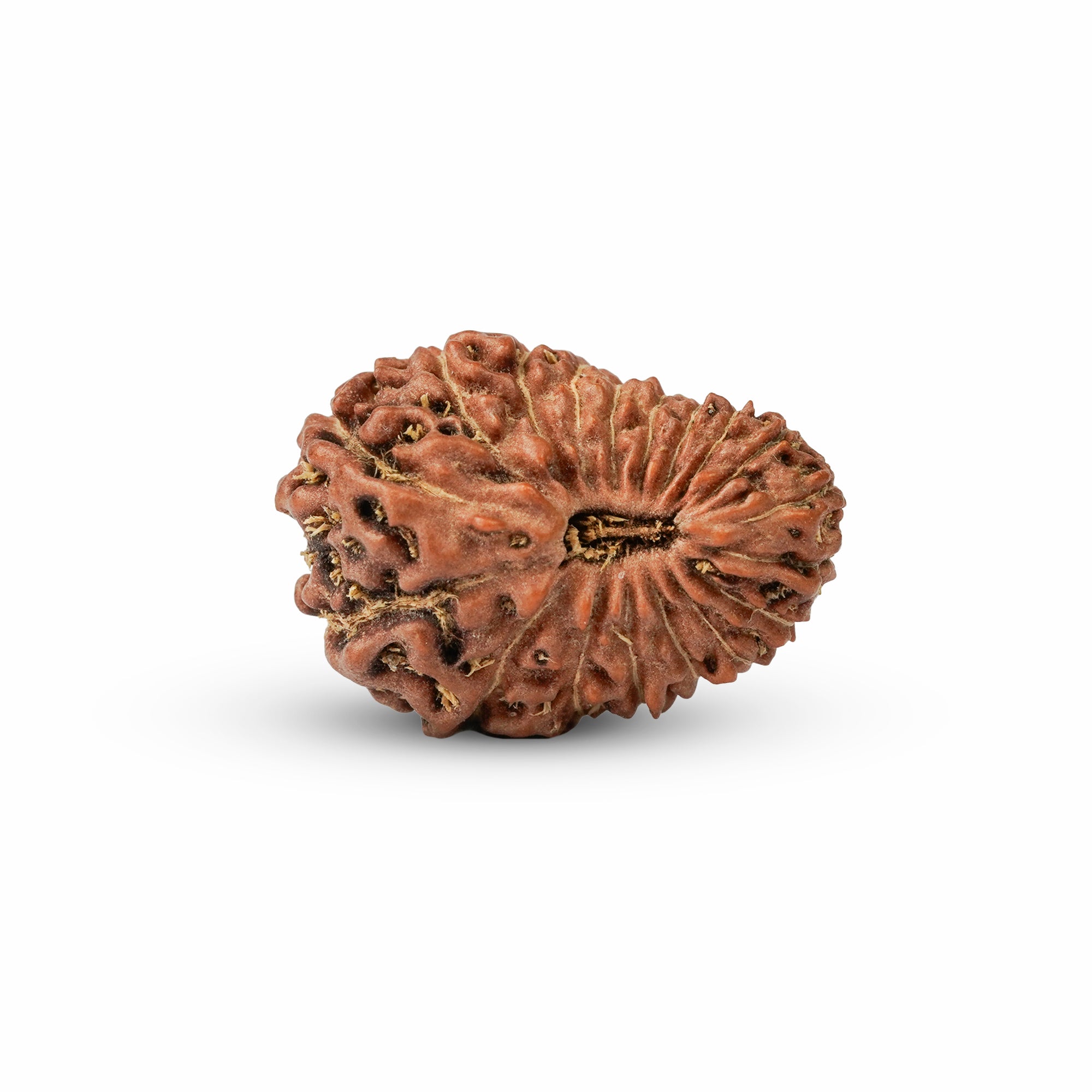 18 Mukhi Rudraksha – Original Indonesian Bead