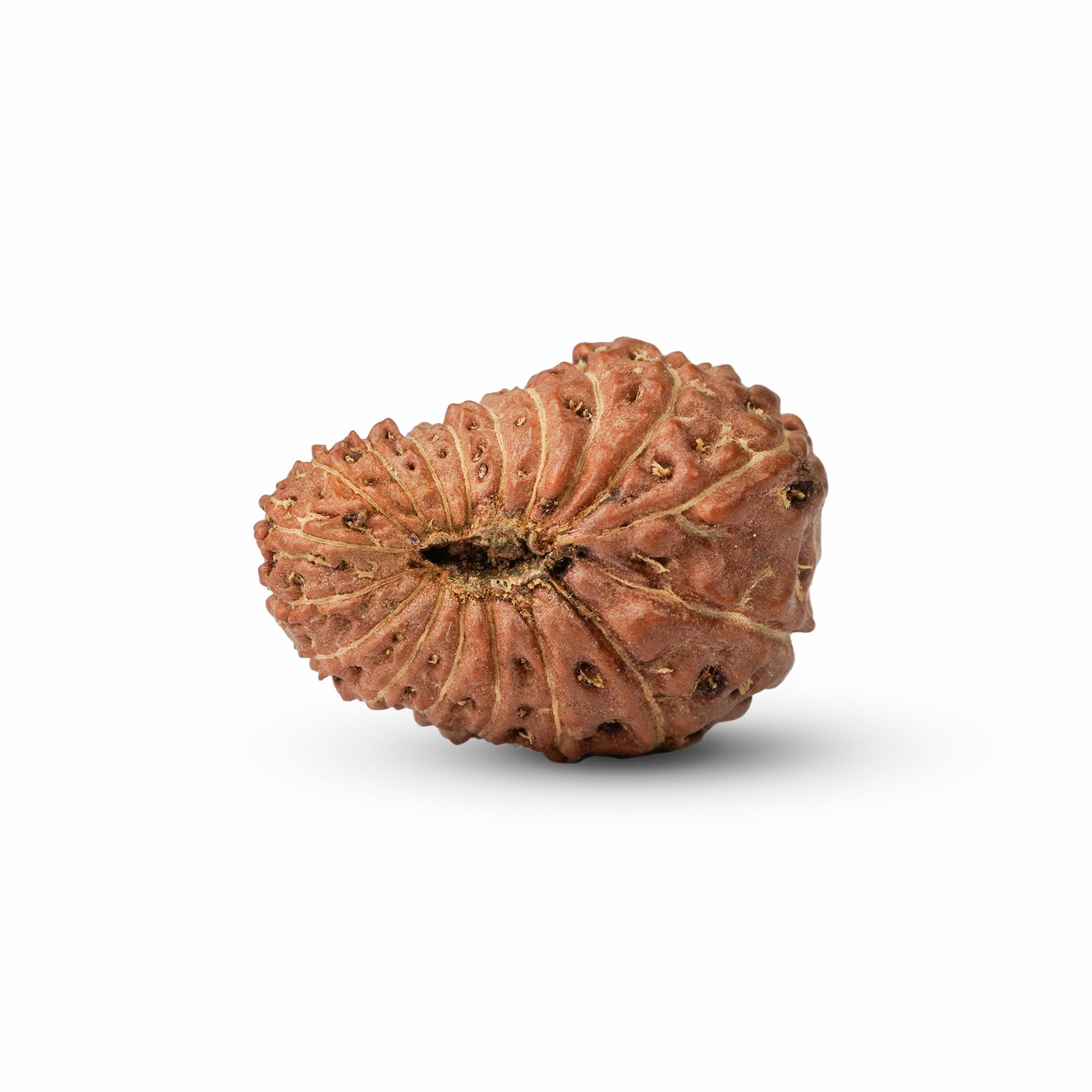 18 Mukhi Rudraksha – Original Indonesian Bead