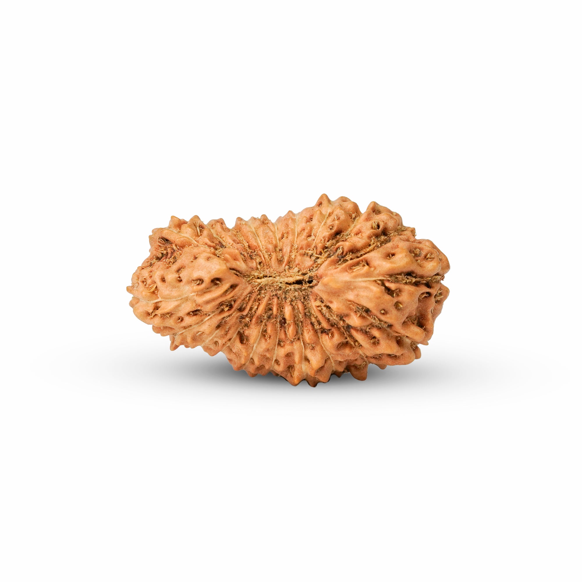 20 Mukhi Rudraksha – Original Indonesian Bead