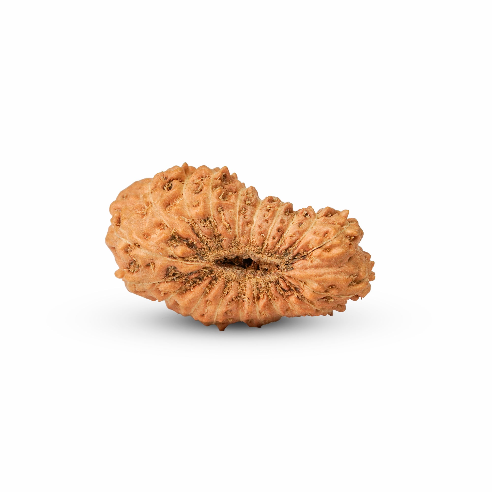 20 Mukhi Rudraksha – Original Indonesian Bead