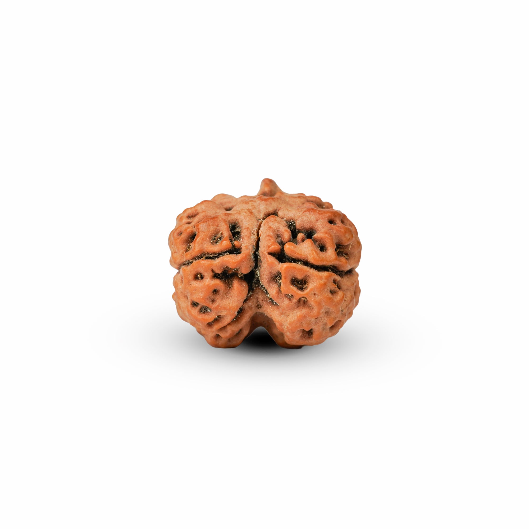 2 Mukhi Nepali Rudraksha (Rare) | Certified Original Natural Two Mukhi Rudraksha Bead