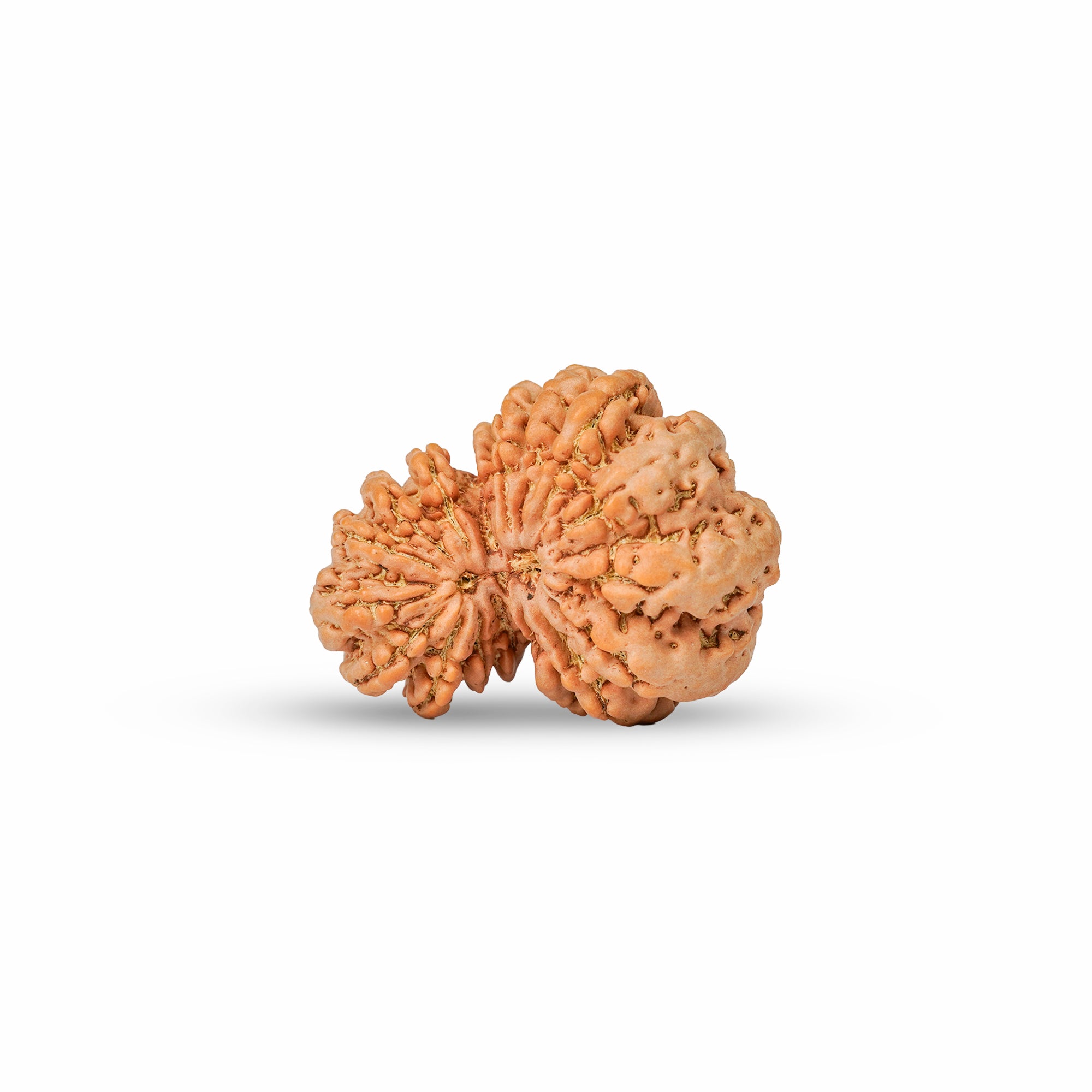 17 Mukhi Gauri Shankar Nepali Rudraksha | Certified Original Natural Bead
