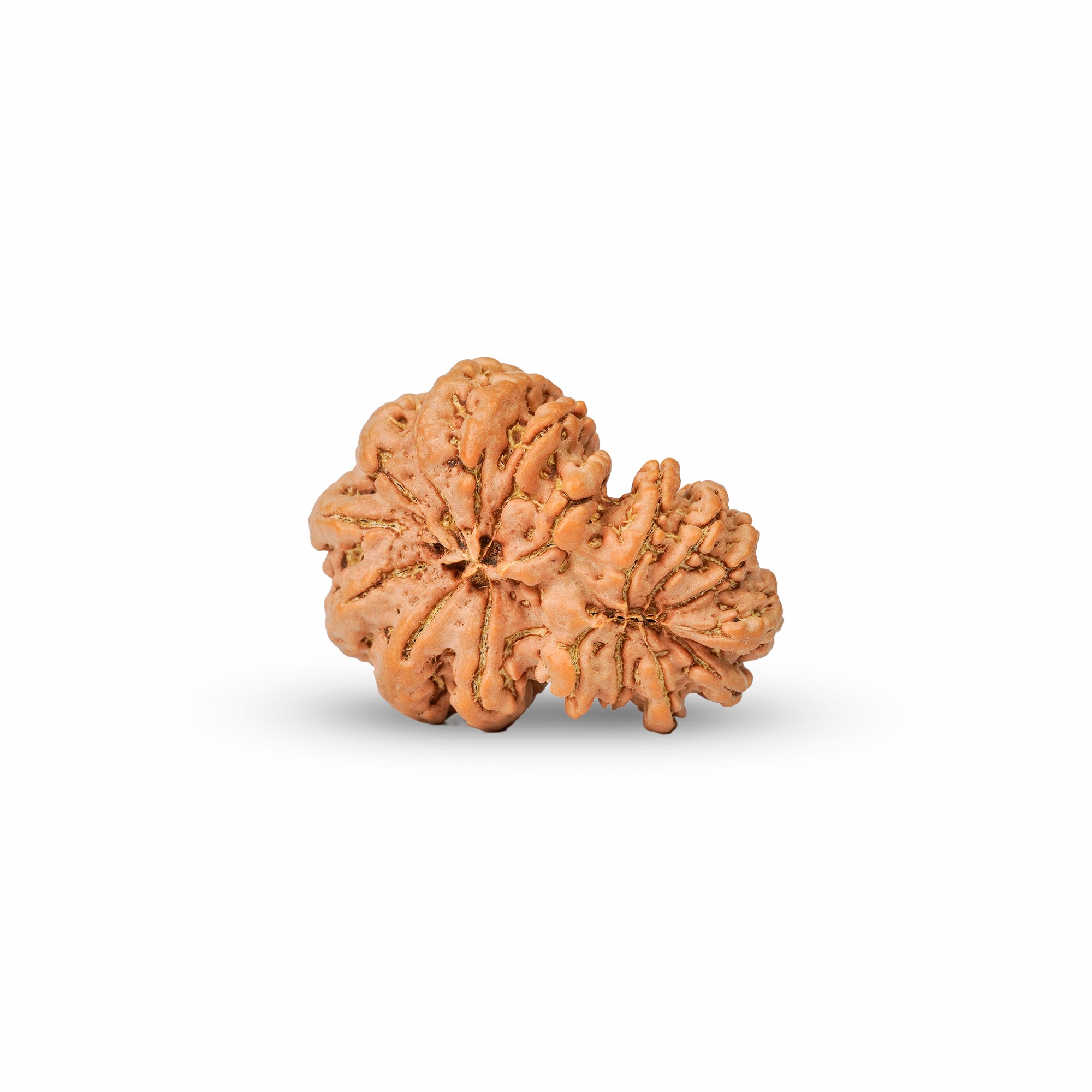 17 Mukhi Gauri Shankar Nepali Rudraksha | Certified Original Natural Bead