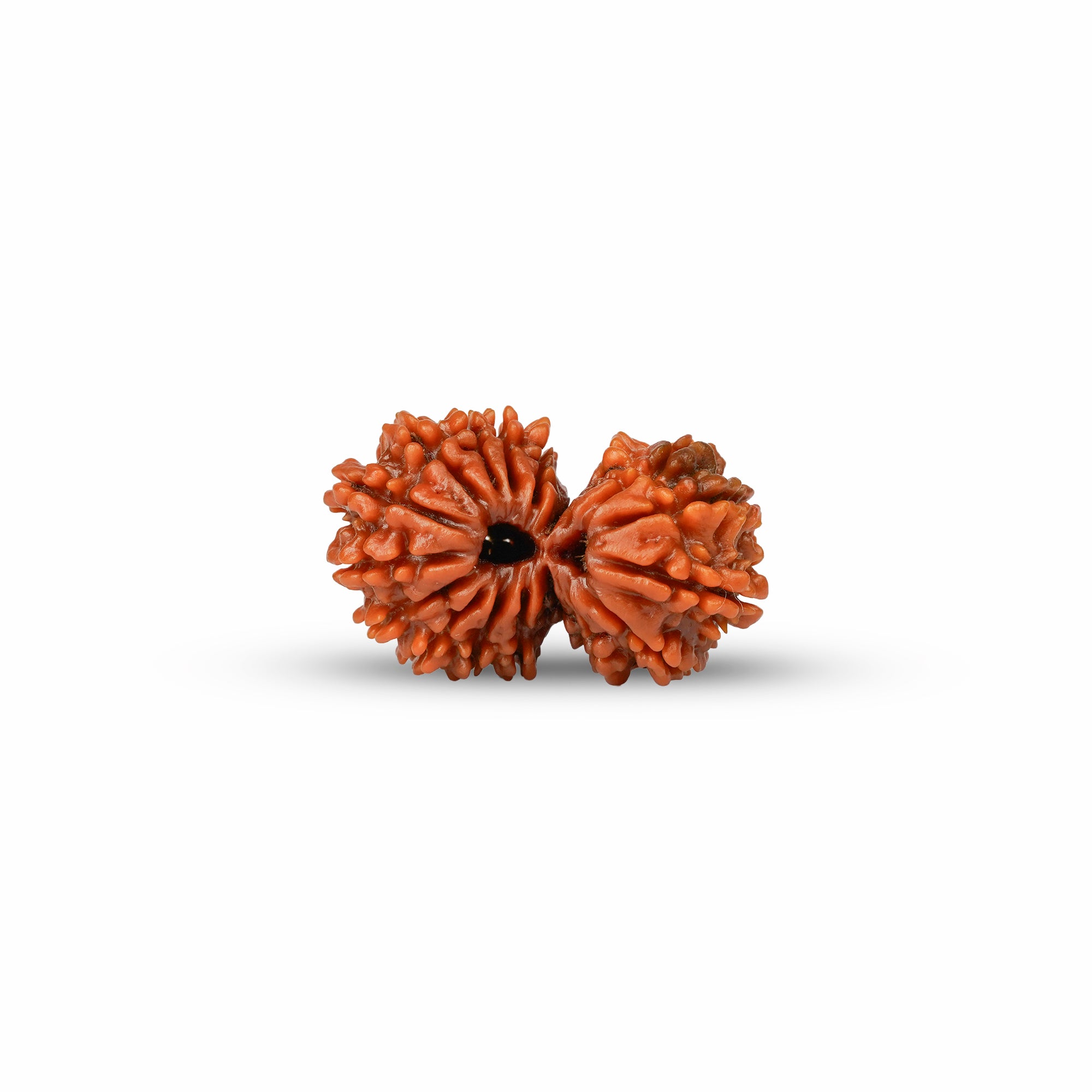 18 Mukhi Gauri Shankar Nepali Rudraksha | Certified Original Natural Bead