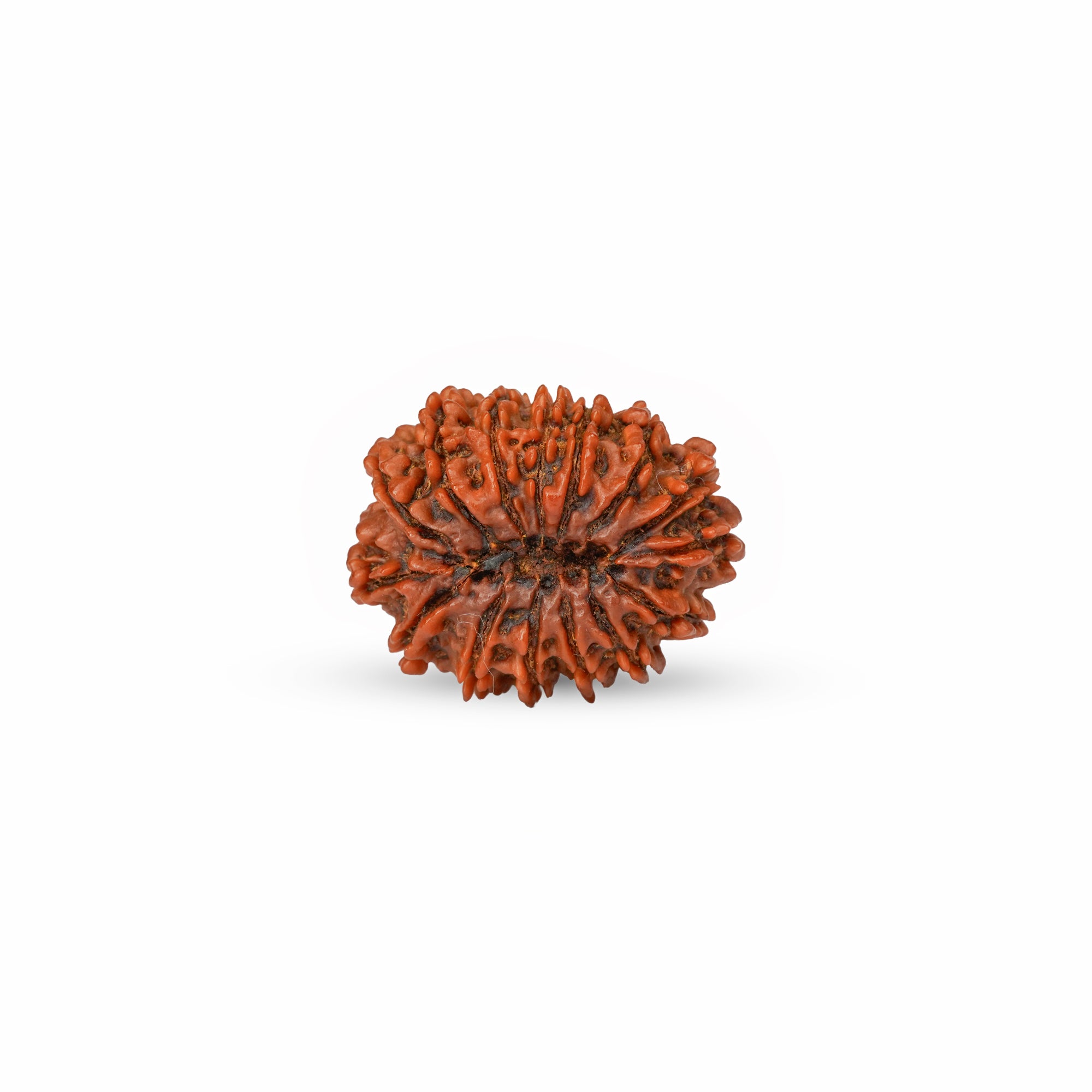 15 Mukhi Nepali Rudraksha (Rare) | Certified Original Natural Fifteen Mukhi Bead
