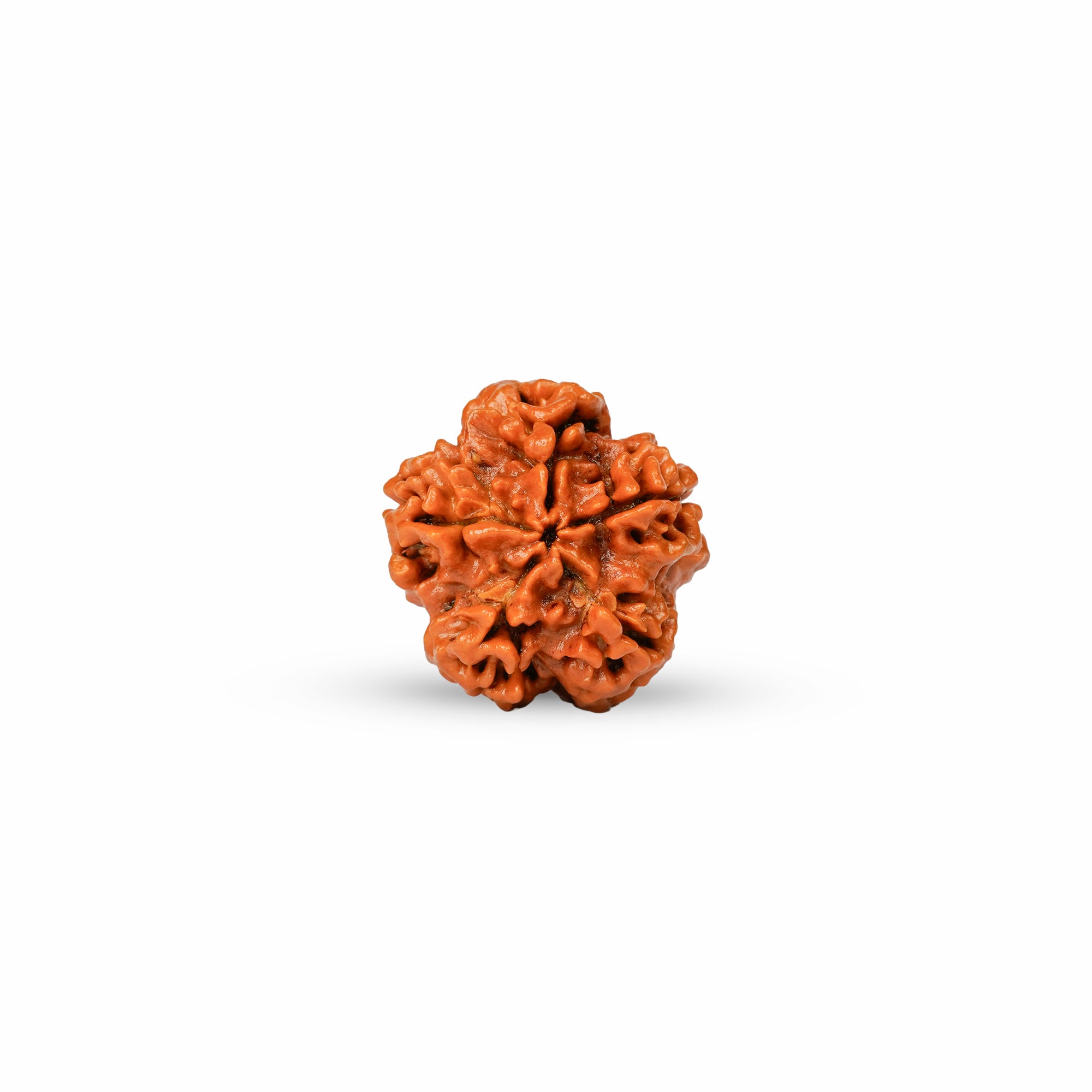 1 Mukhi Underdeveloped Rudraksha | Certified Original Natural One Mukhi Bead