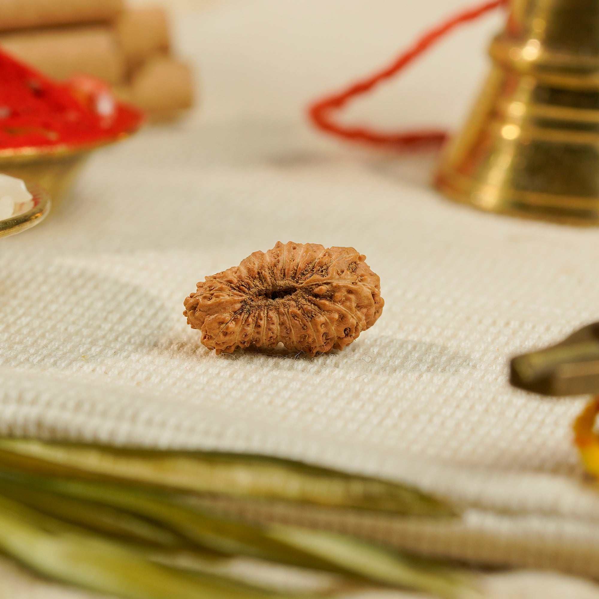 20 Mukhi Rudraksha – Original Indonesian Bead