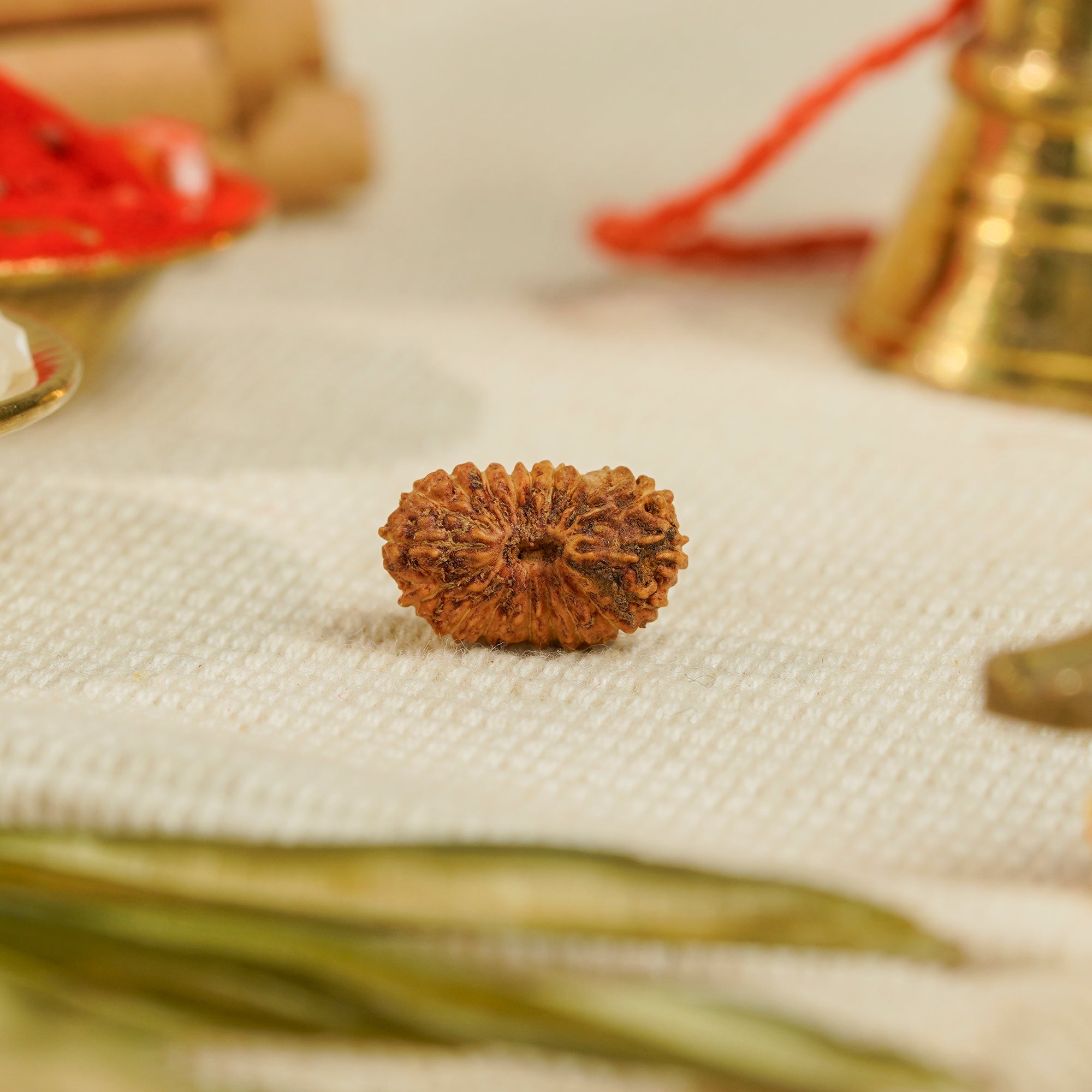 19 Mukhi Rudraksha – Original Indonesian Bead