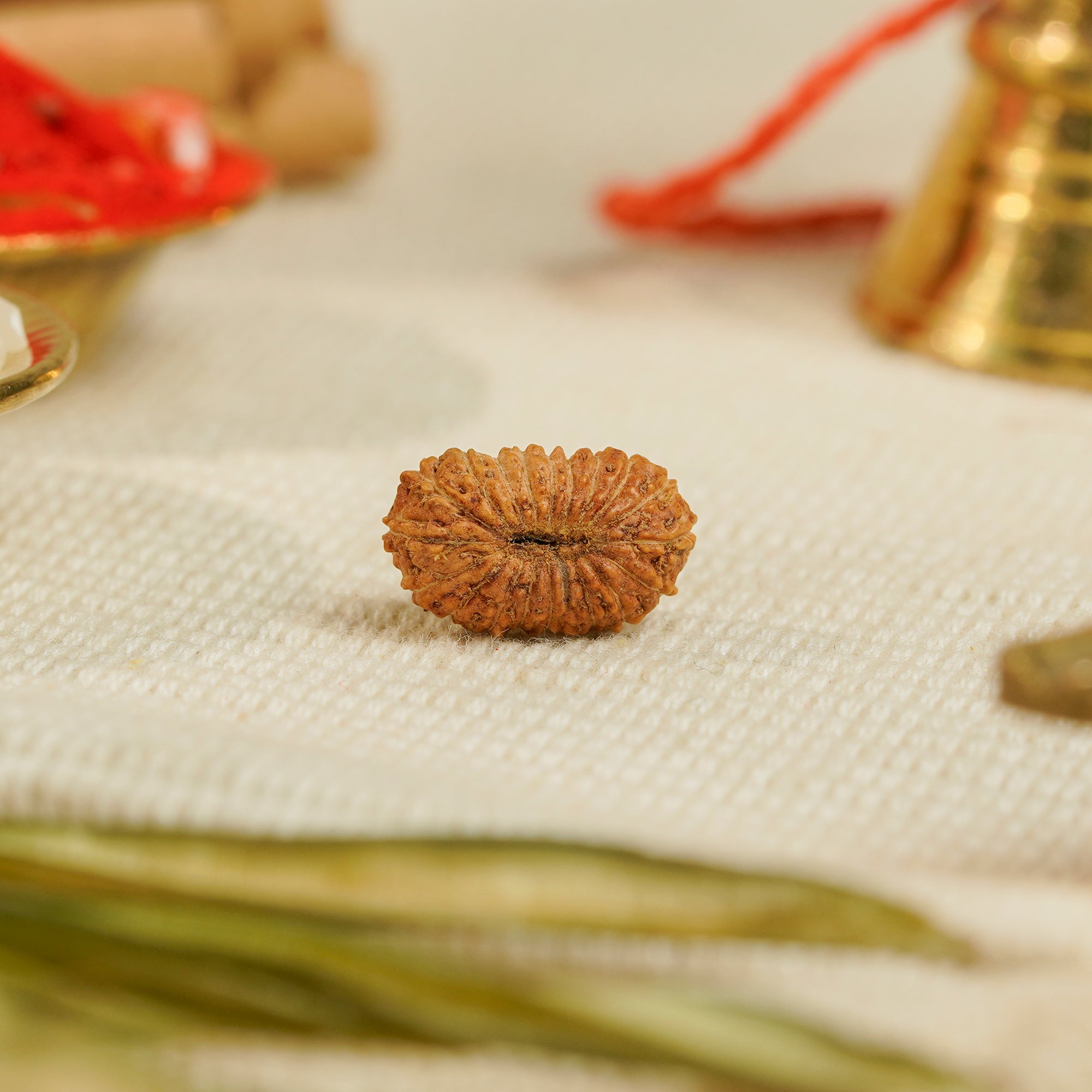 19 Mukhi Rudraksha – Original Indonesian Bead