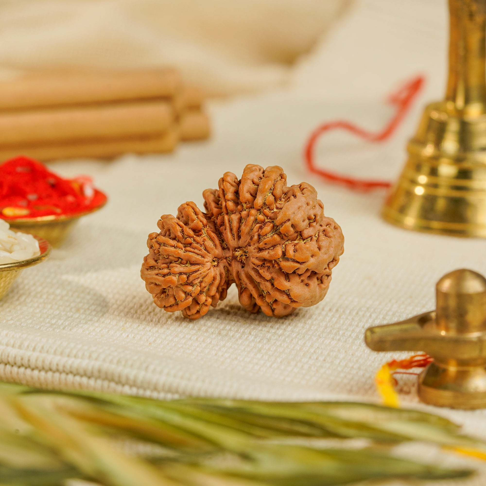 17 Mukhi Gauri Shankar Nepali Rudraksha | Certified Original Natural Bead