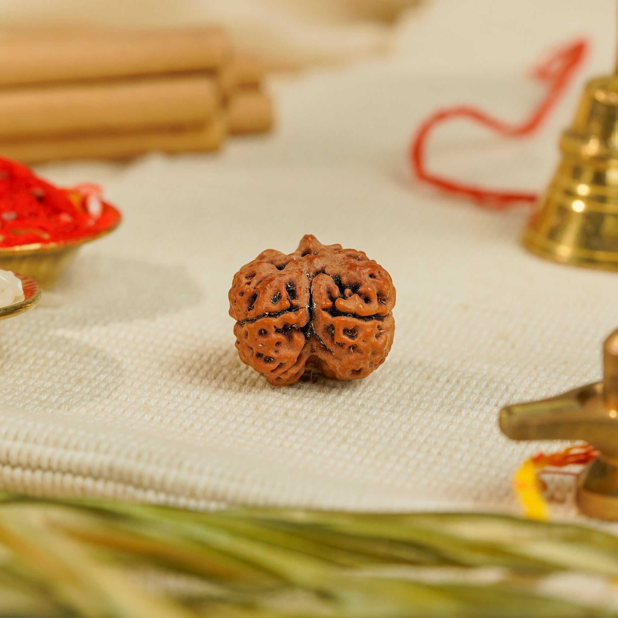 2 Mukhi Nepali Rudraksha (Rare) | Certified Original Natural Two Mukhi Rudraksha Bead
