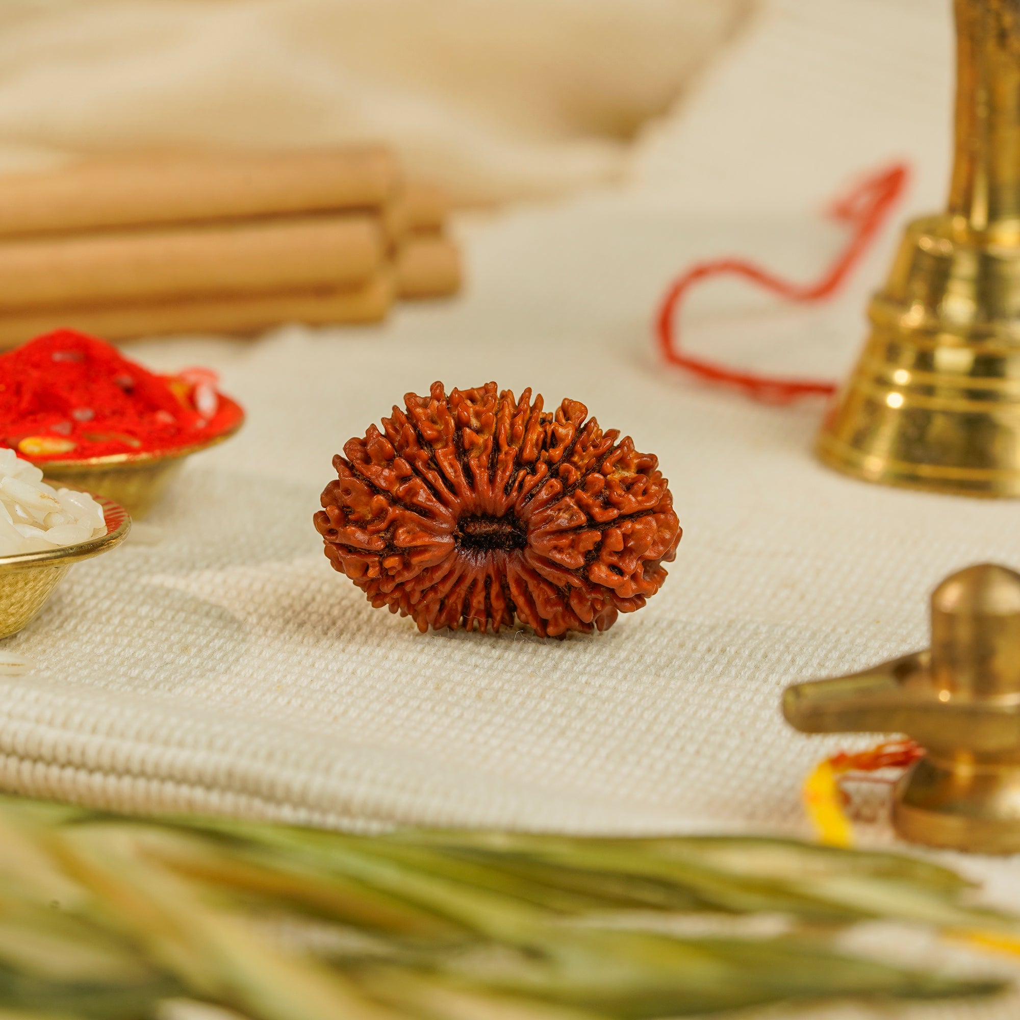 20 Mukhi Nepali Rudraksha (Rare) | Certified Original Natural Twenty Mukhi Bead