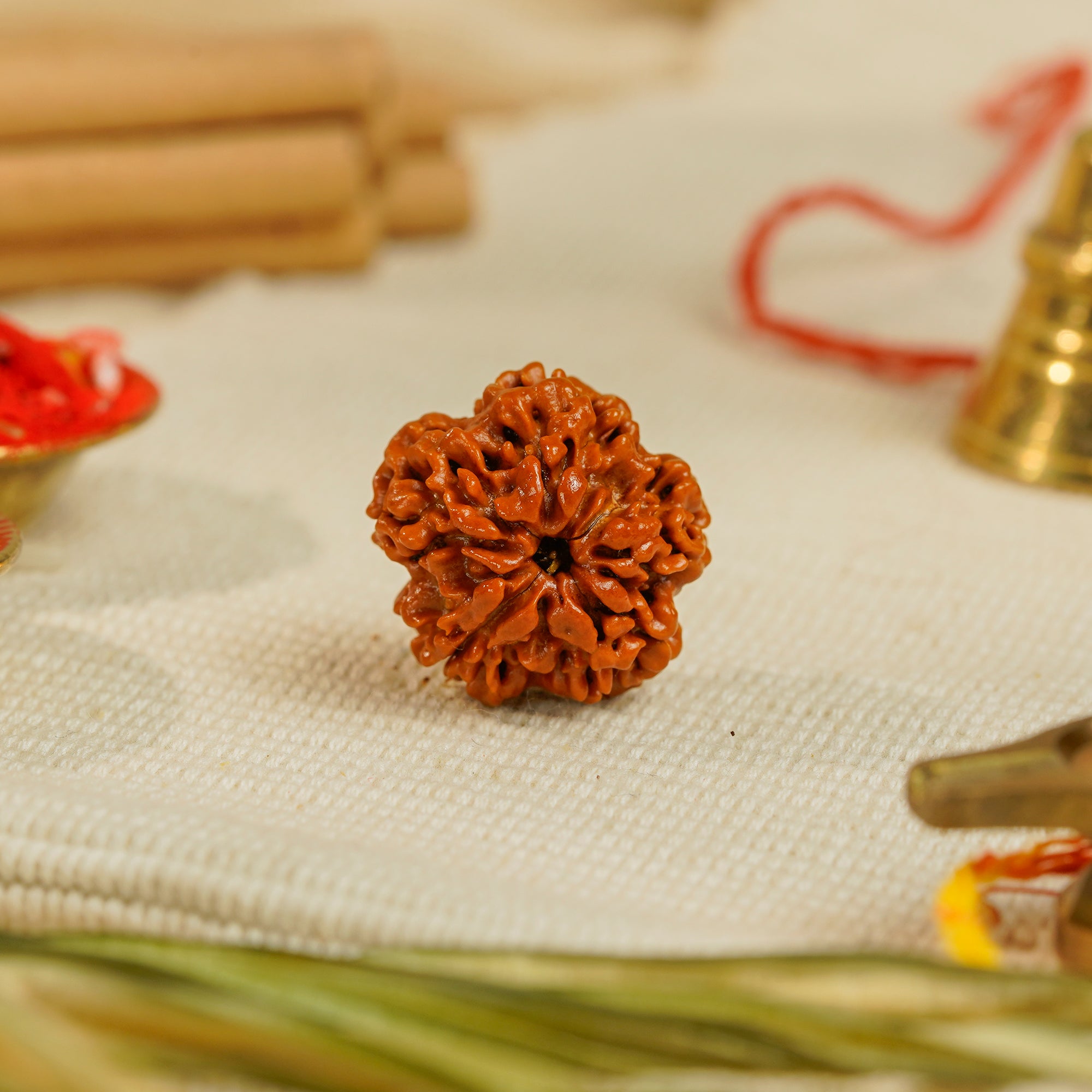 1 Mukhi Underdeveloped Rudraksha | Certified Original Natural One Mukhi Bead