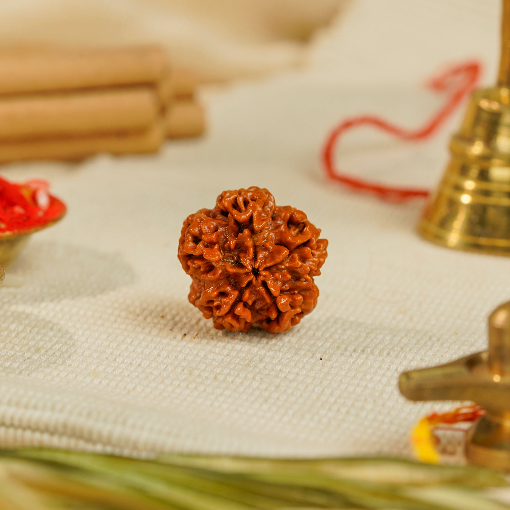 1 Mukhi Underdeveloped Rudraksha | Certified Original Natural One Mukhi Bead