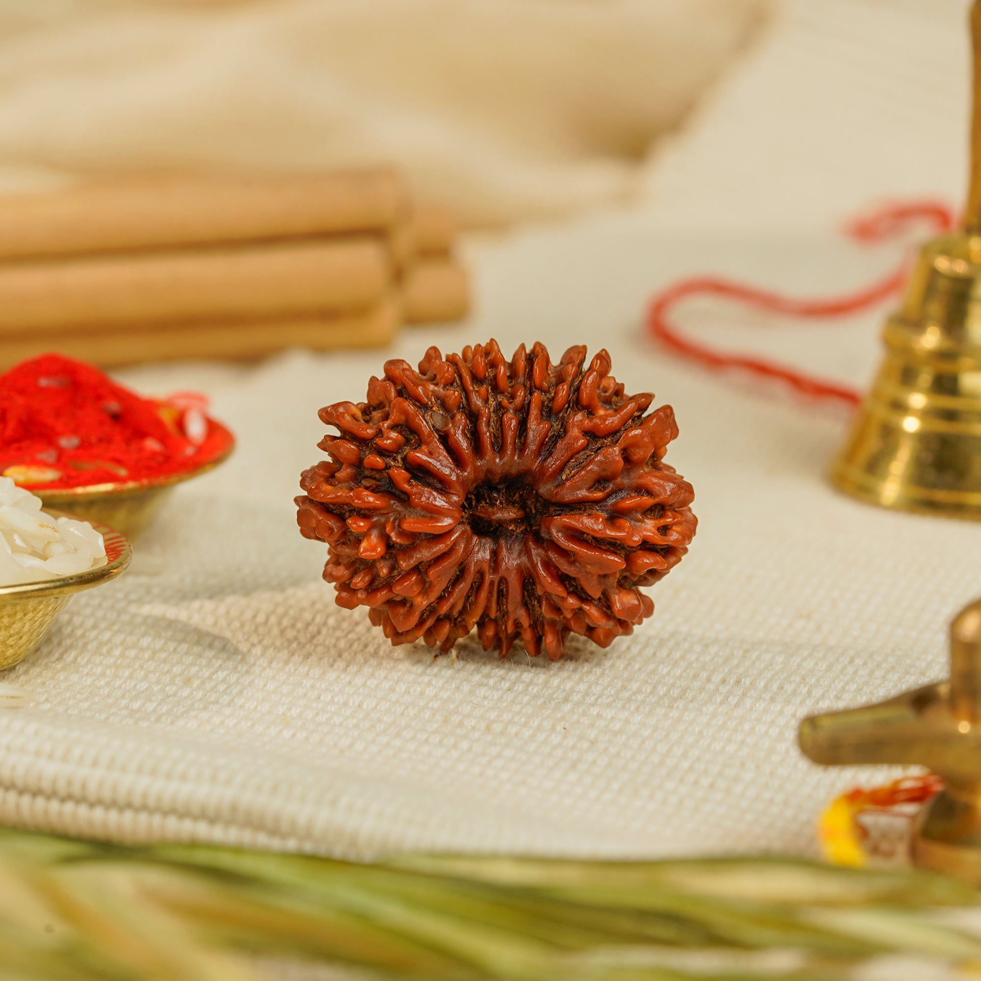 15 Mukhi Nepali Rudraksha (Rare) | Certified Original Natural Fifteen Mukhi Bead