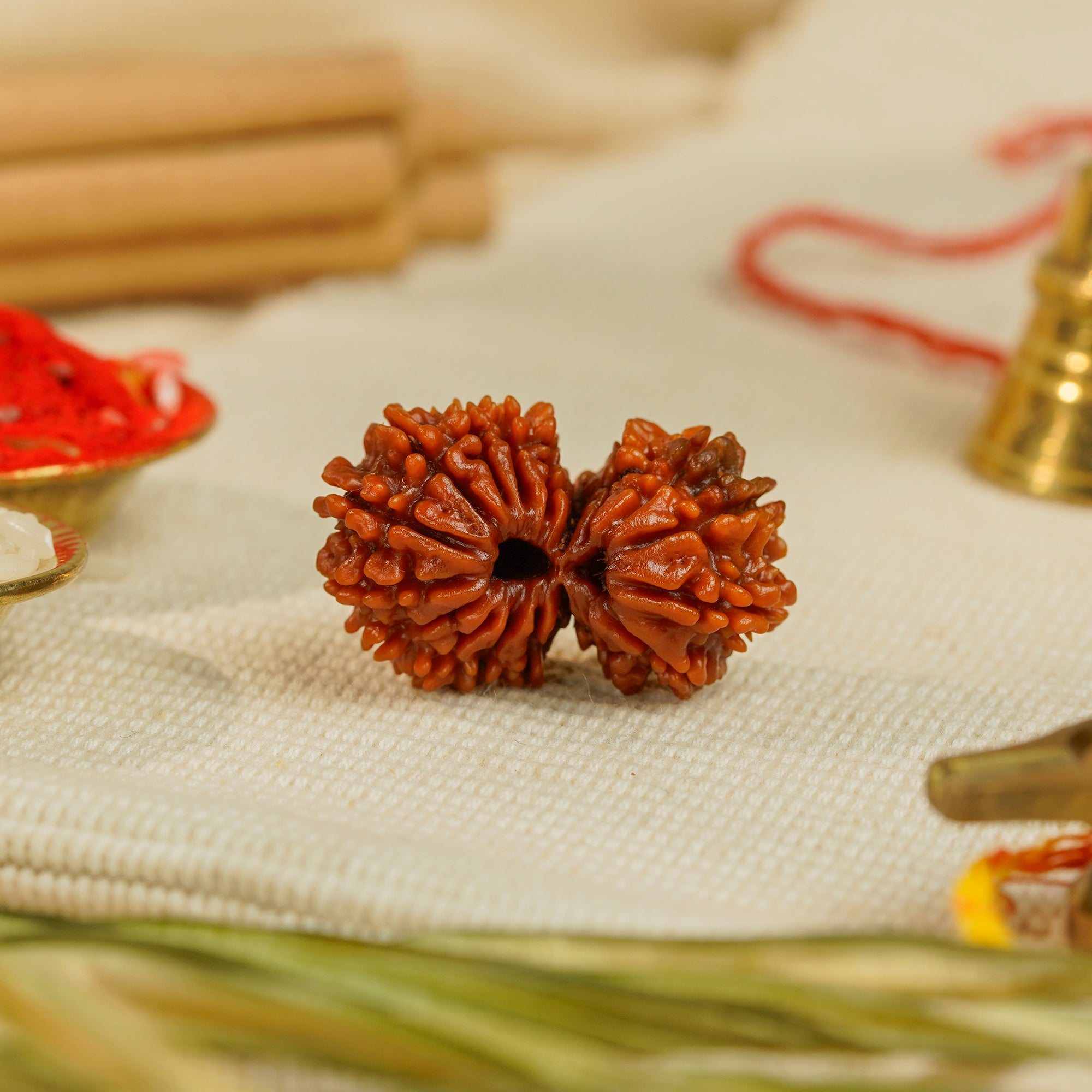 18 Mukhi Gauri Shankar Nepali Rudraksha | Certified Original Natural Bead