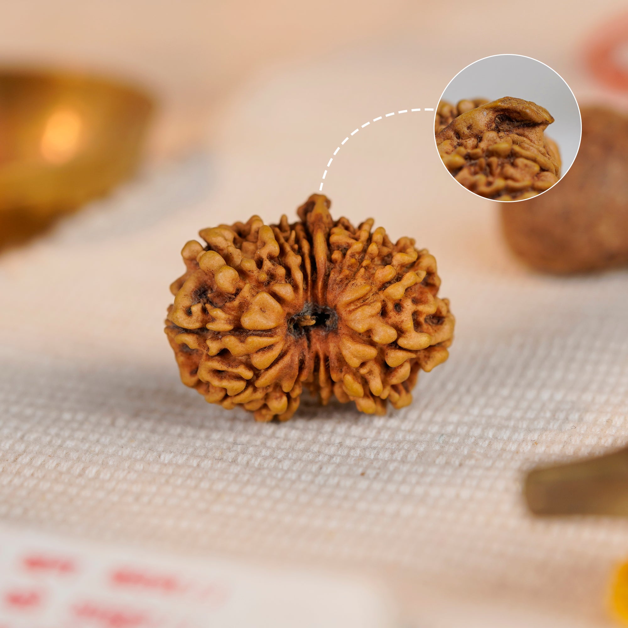14 Mukhi Ganesh Rudraksha | Certified Original Natural Fourteen Mukhi Bead | Wisdom, Success & Protection