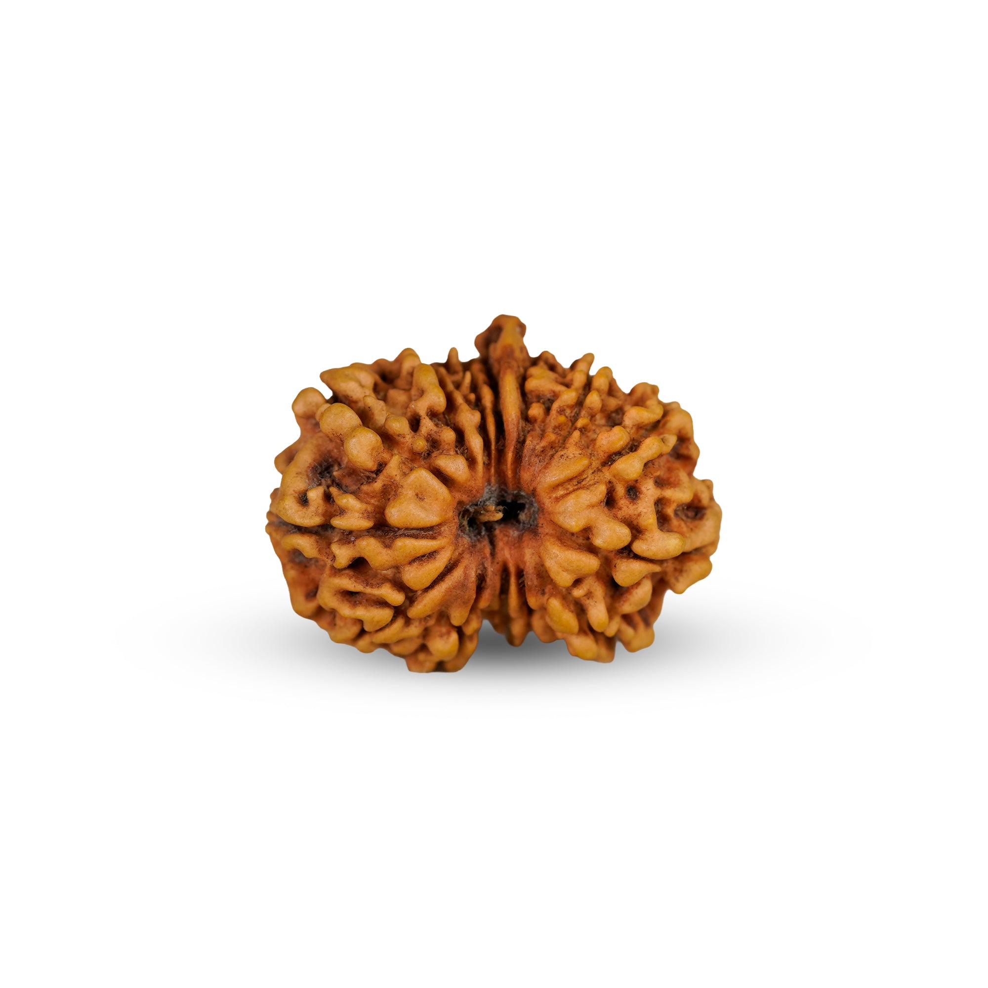 14 Mukhi Ganesh Rudraksha | Certified Original Natural Fourteen Mukhi Bead | Wisdom, Success & Protection