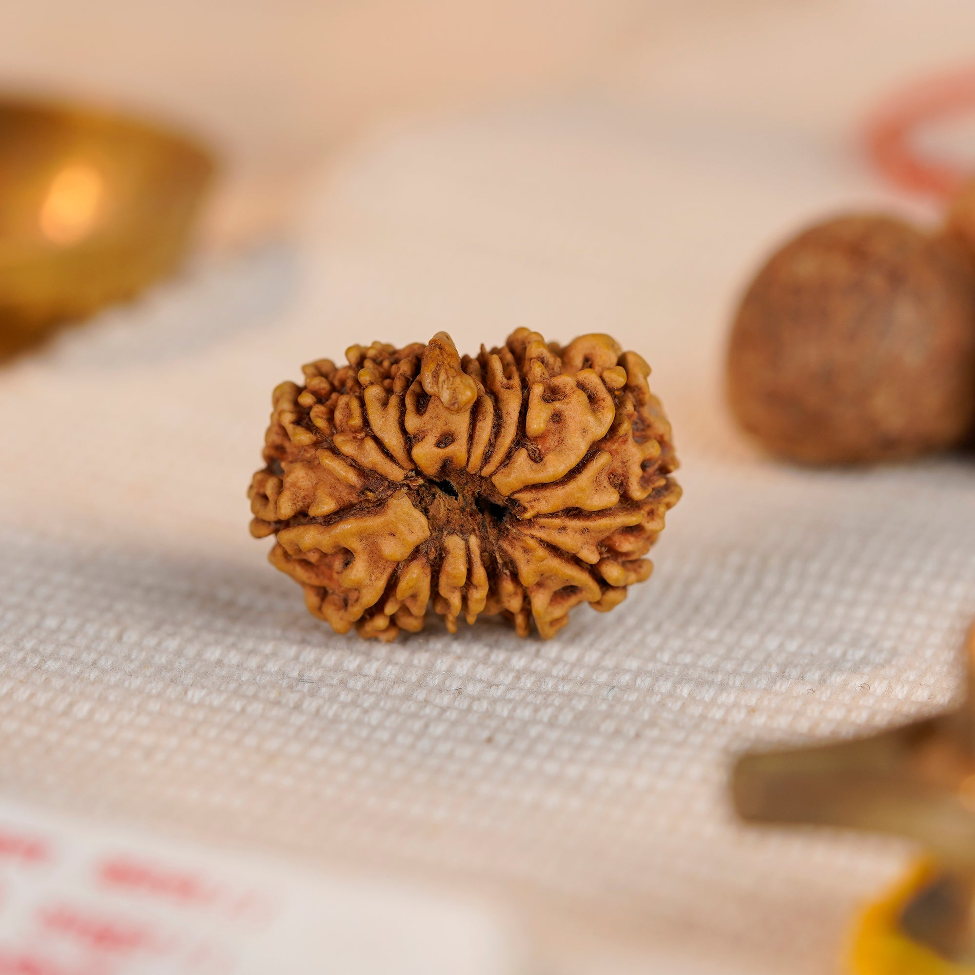 14 Mukhi Ganesh Rudraksha | Certified Original Natural Fourteen Mukhi Bead | Wisdom, Success & Protection