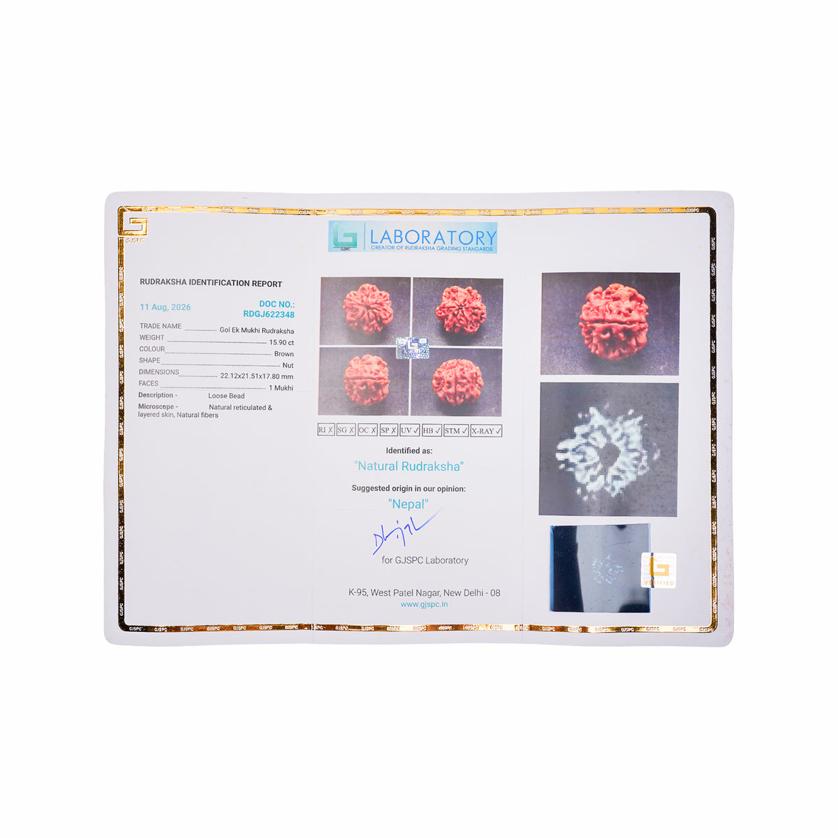 1 Mukhi Underdeveloped Rudraksha | Certified Original Natural One Mukhi Bead – view 3