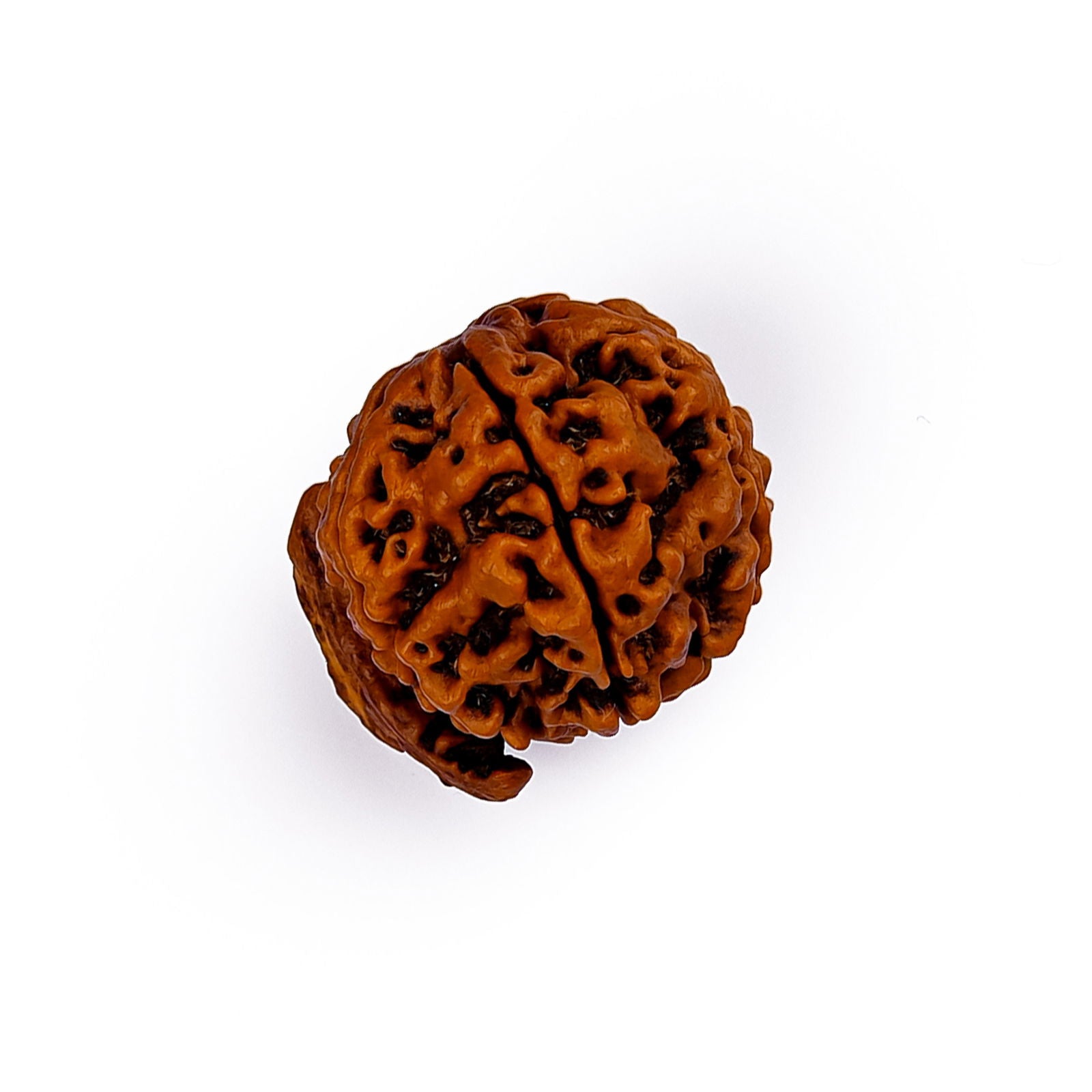 Ganesha Mukhi Rudraksha (Vighnaharta Bead)