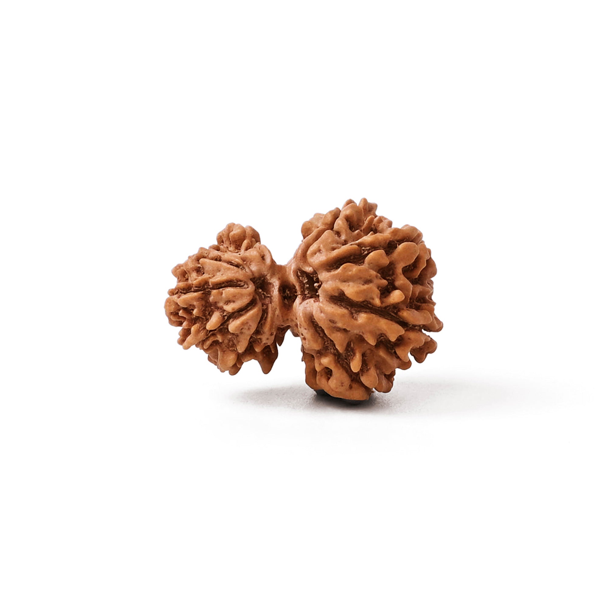 Garbh Gauri Shankar Rudraksha – Original Bead