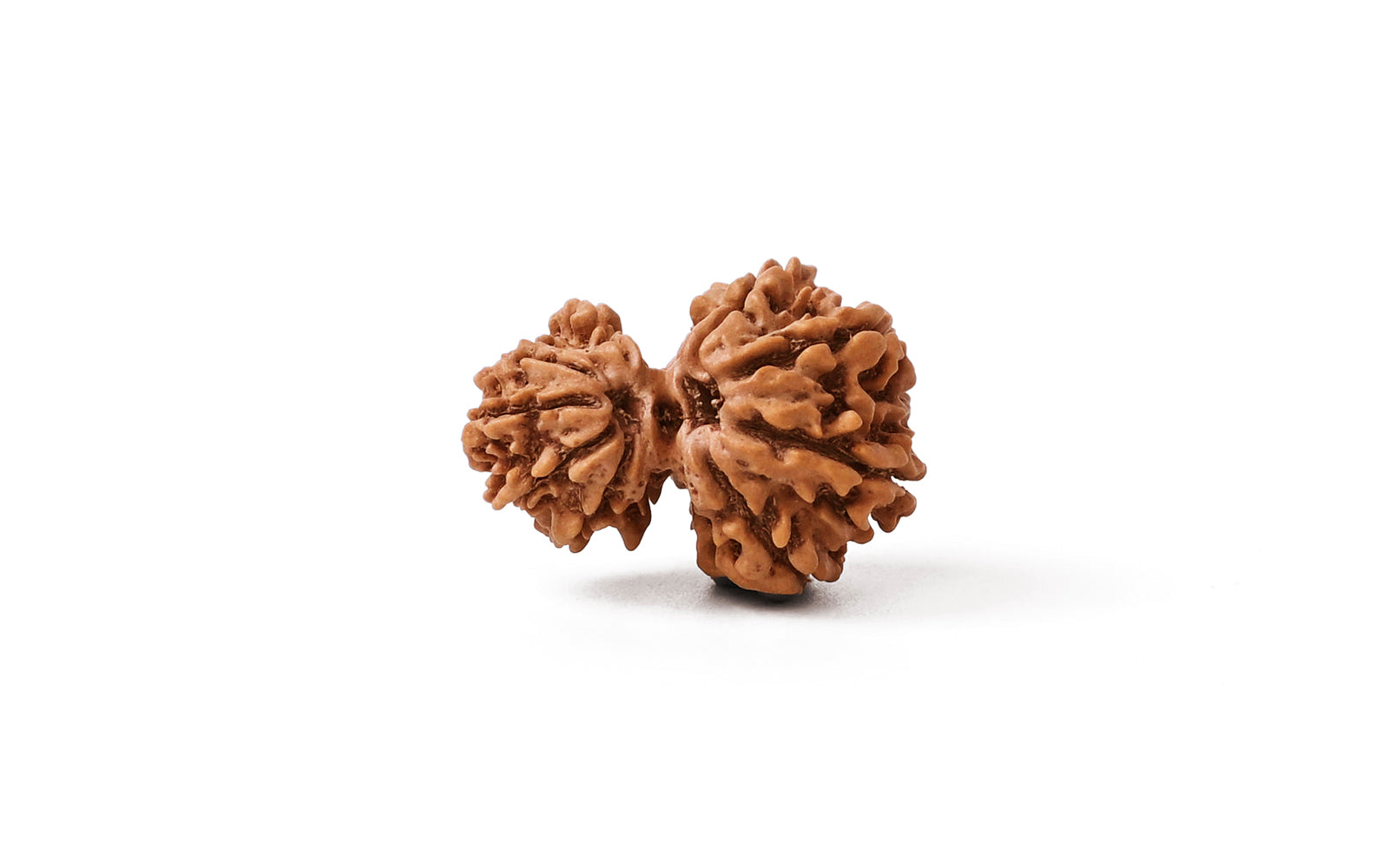 Garbh Gauri Shankar Rudraksha