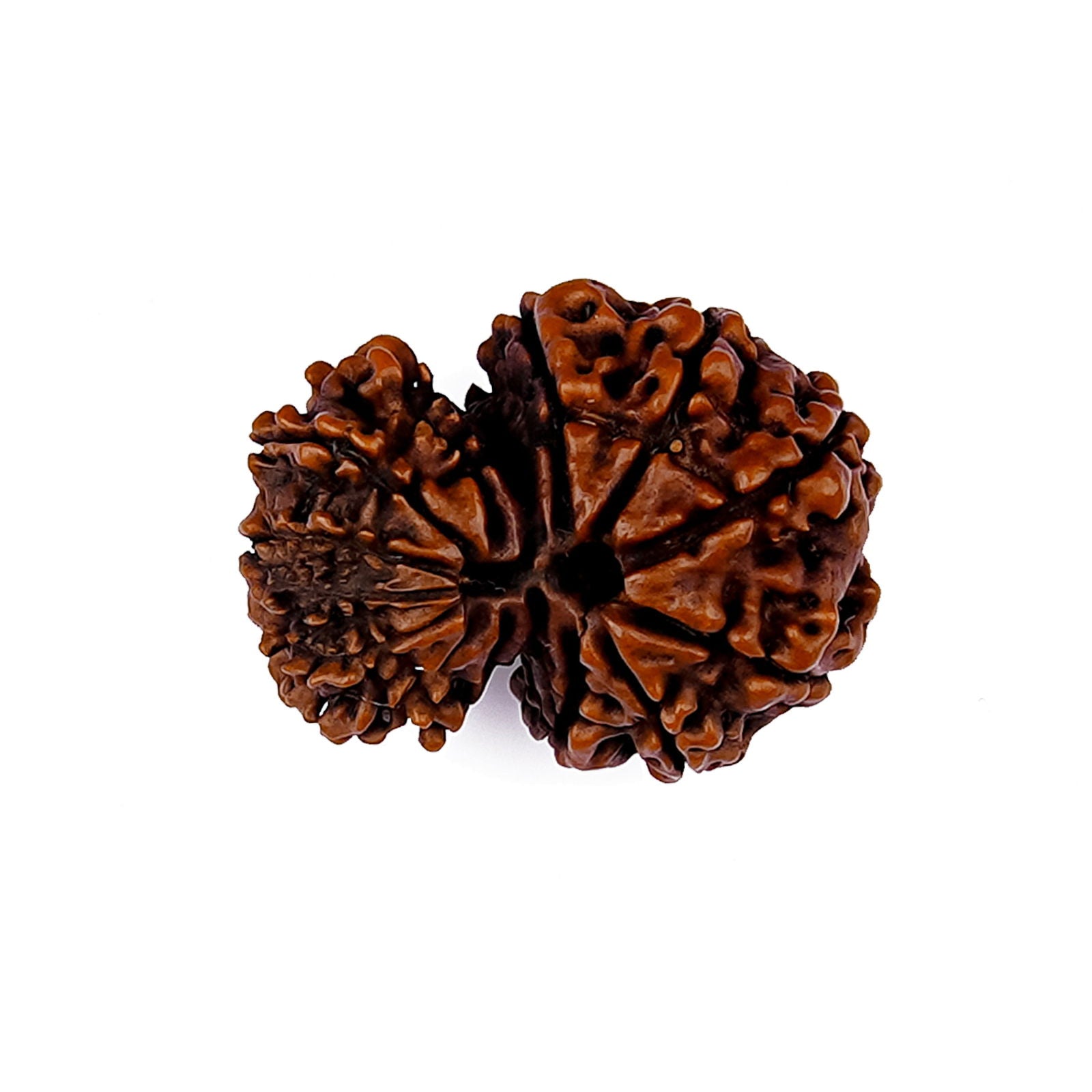 Garbh Gauri Shankar Rudraksha - Gemsmantra