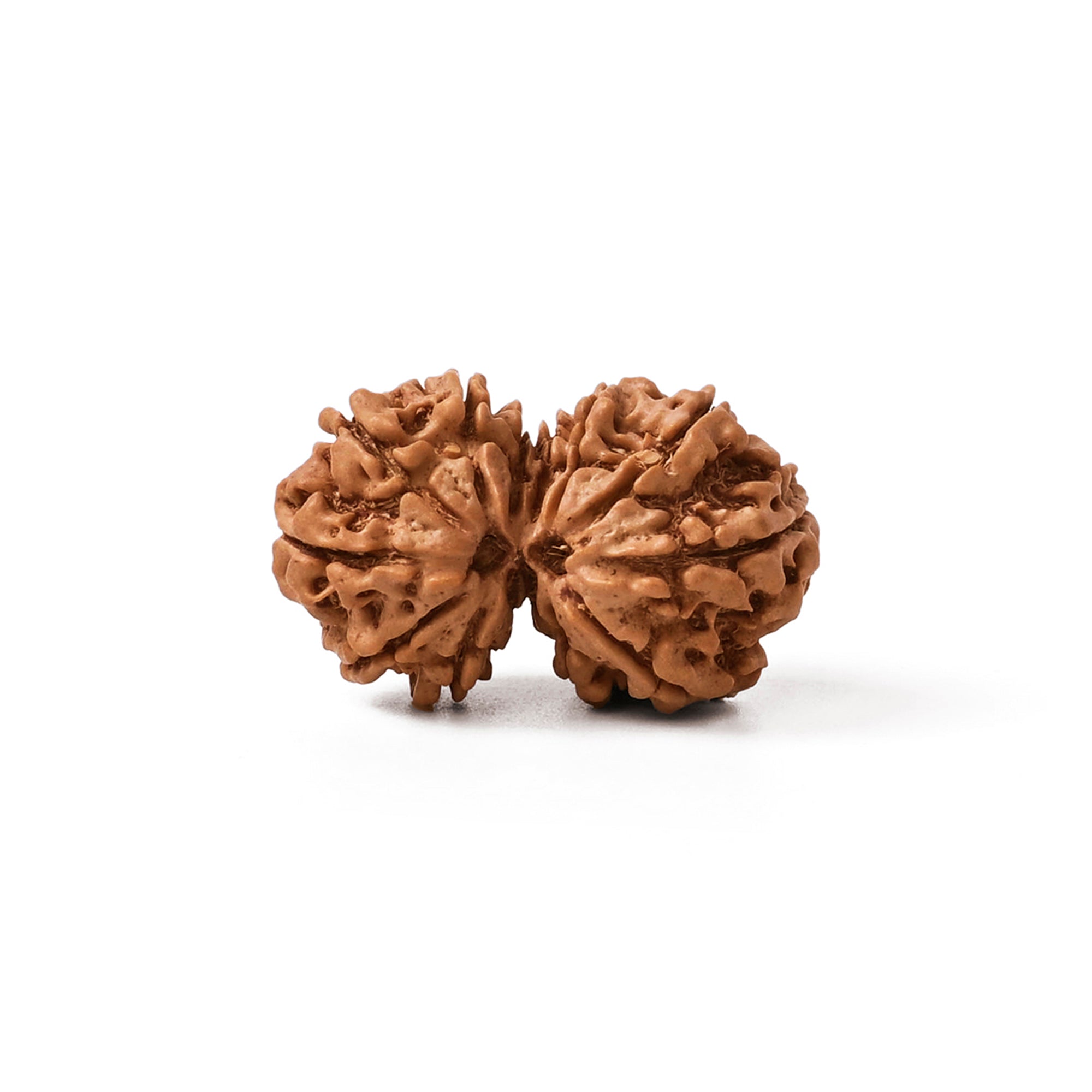 Gauri Shankar Rudraksha – Original Nepali Bead