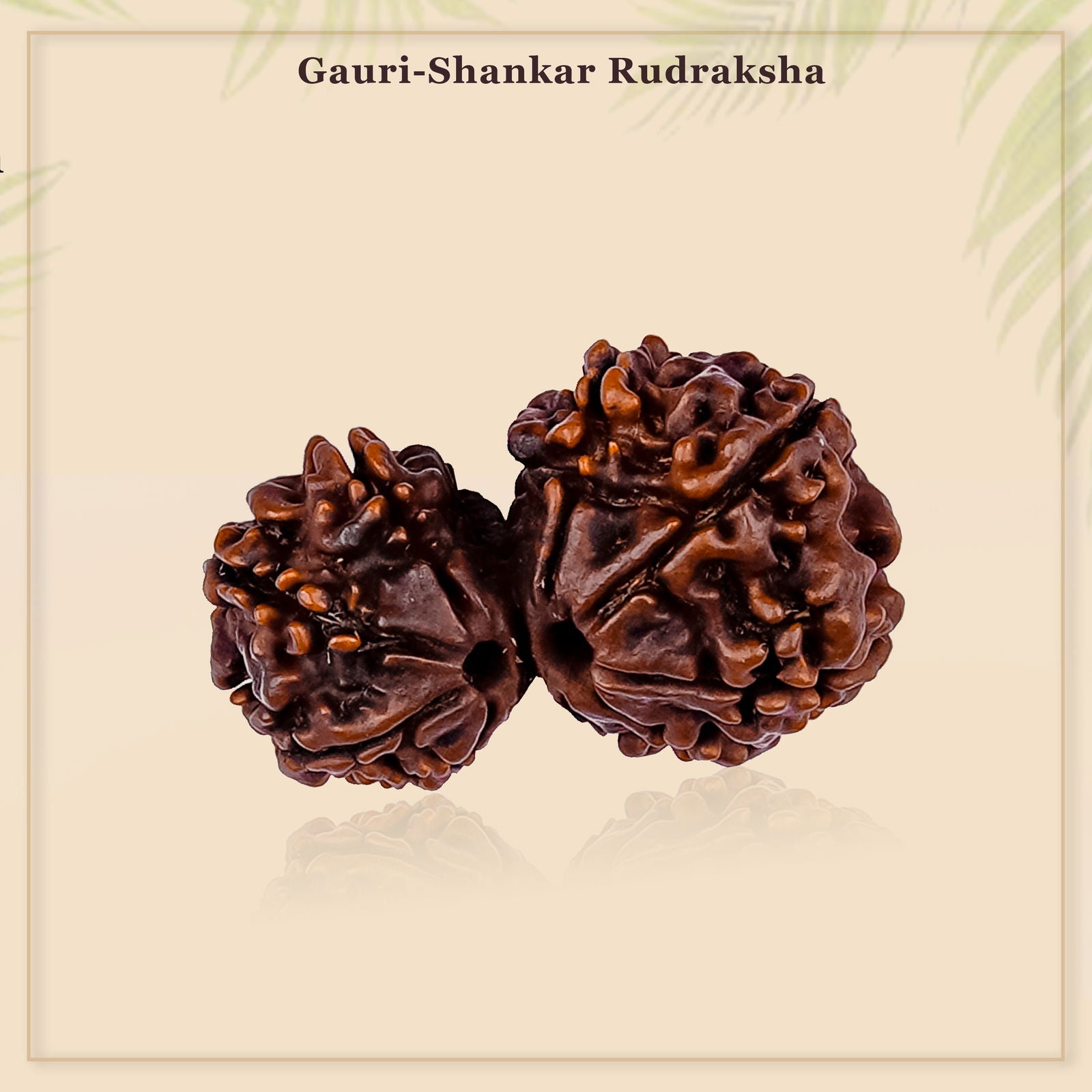 Gauri Shankar Rudraksha - Gemsmantra