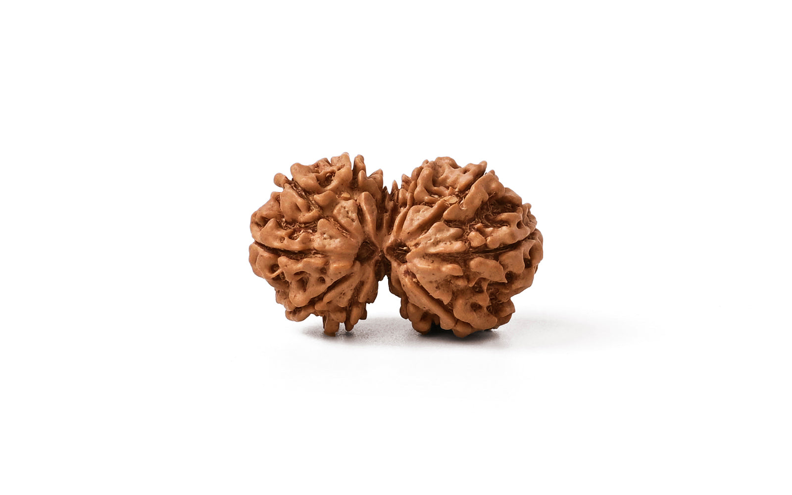 Gauri Shankar Rudraksha