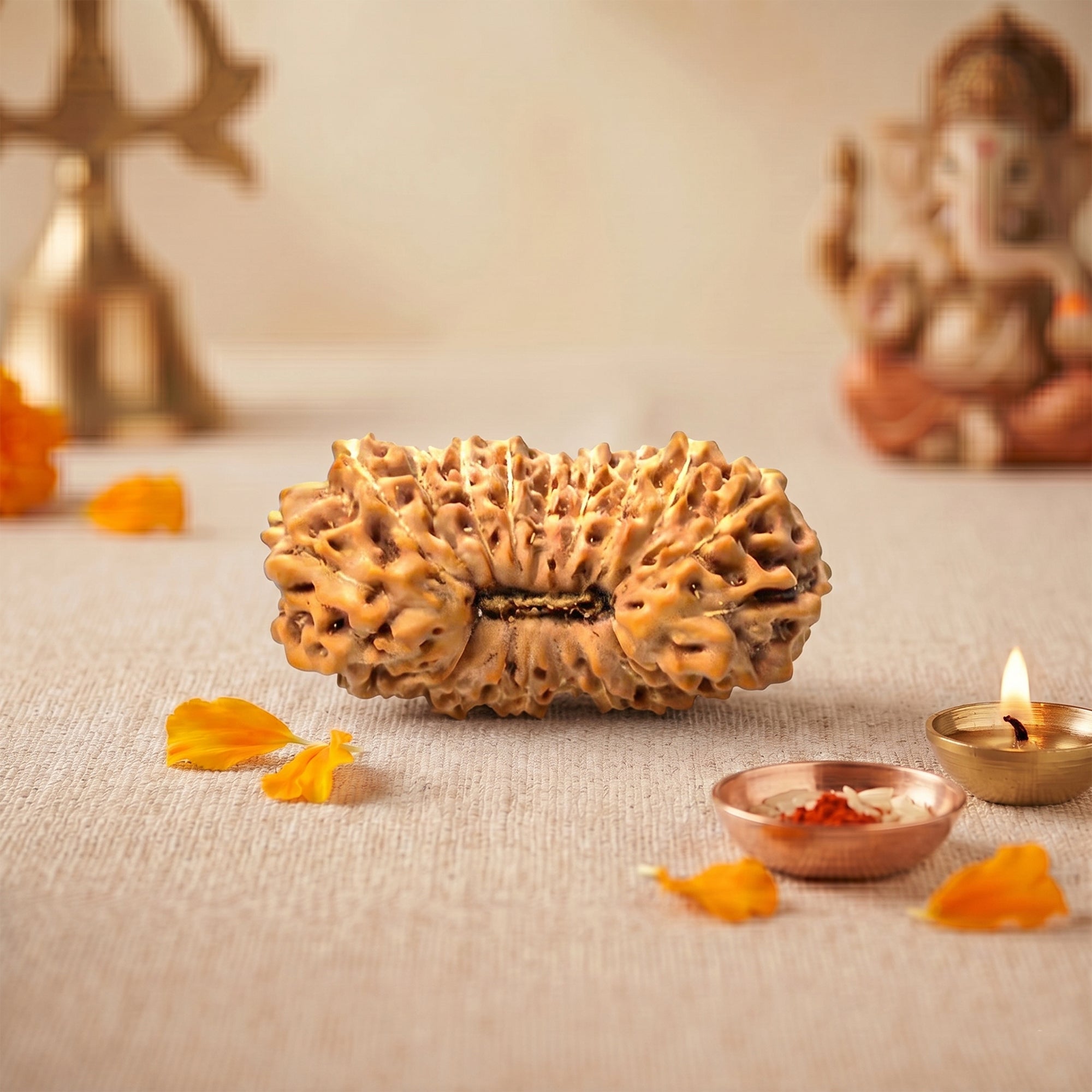 Natural 23 Mukhi Rudraksha – Original Indonesian Bead