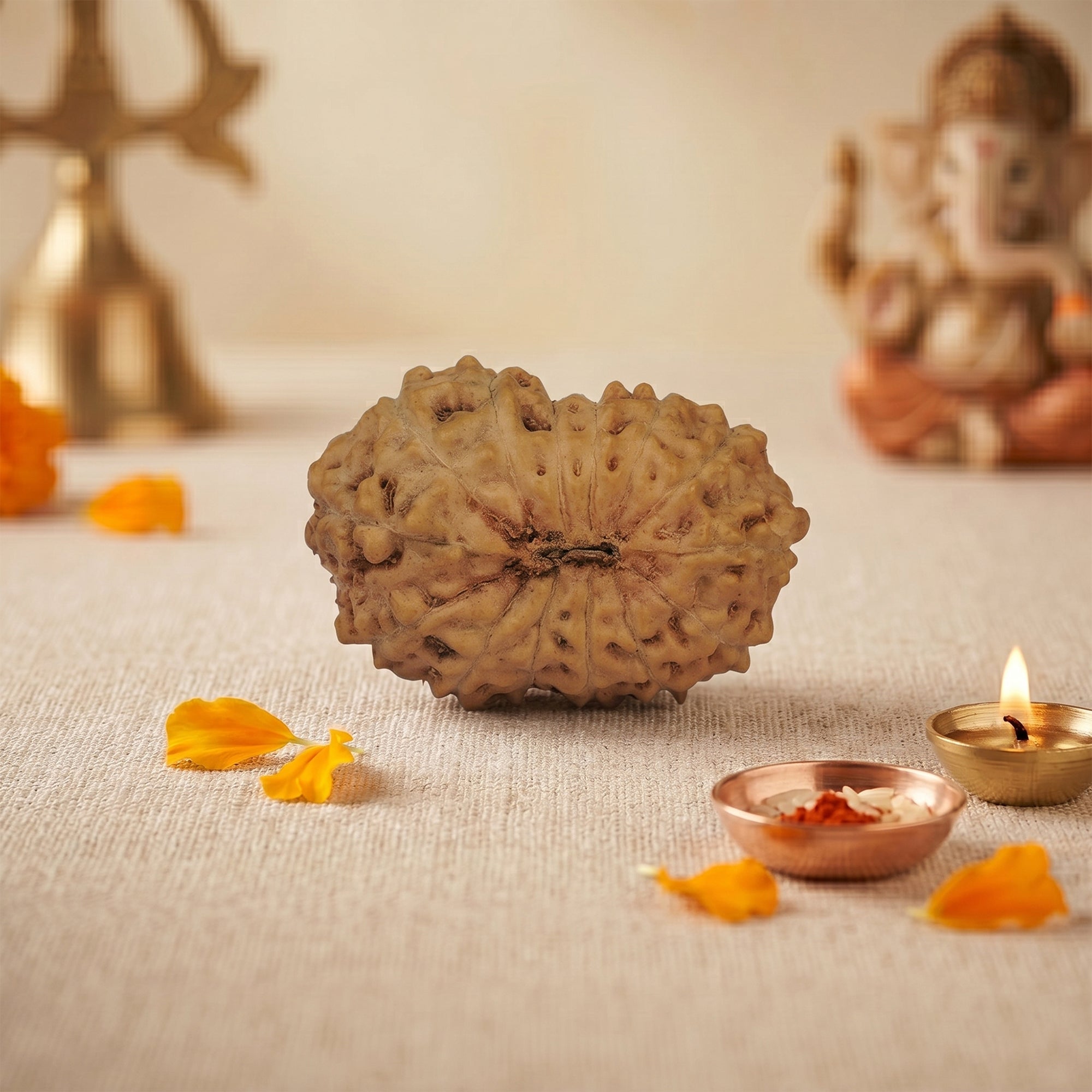 14 Mukhi Rudraksha – Original Indonesian Bead