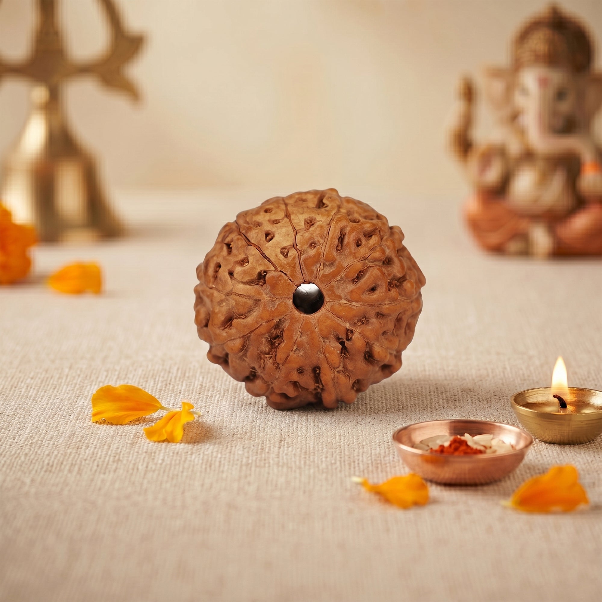 10 Mukhi Rudraksha – Original Indonesian Bead