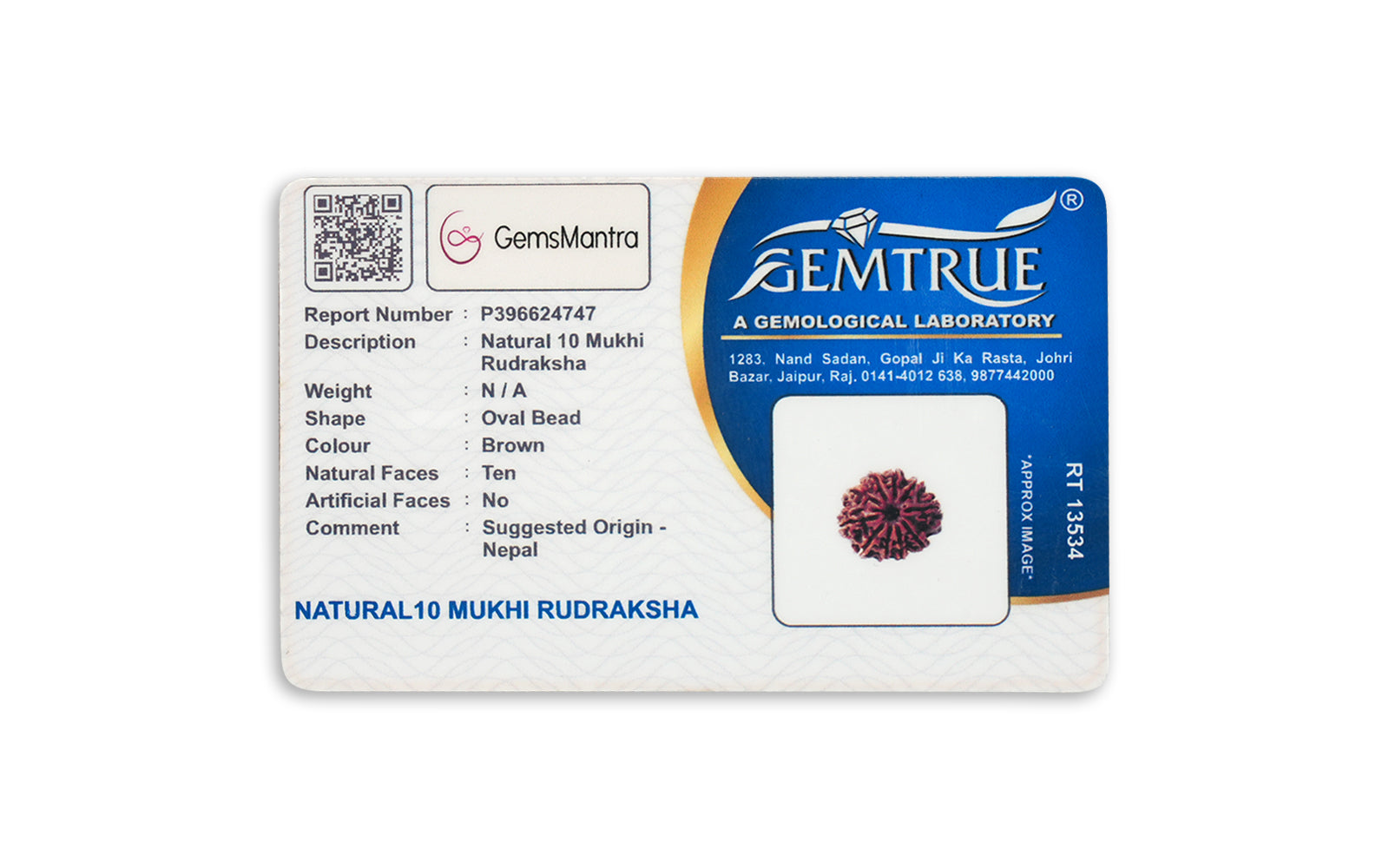 10 Mukhi Rudraksha – Original Nepali Bead