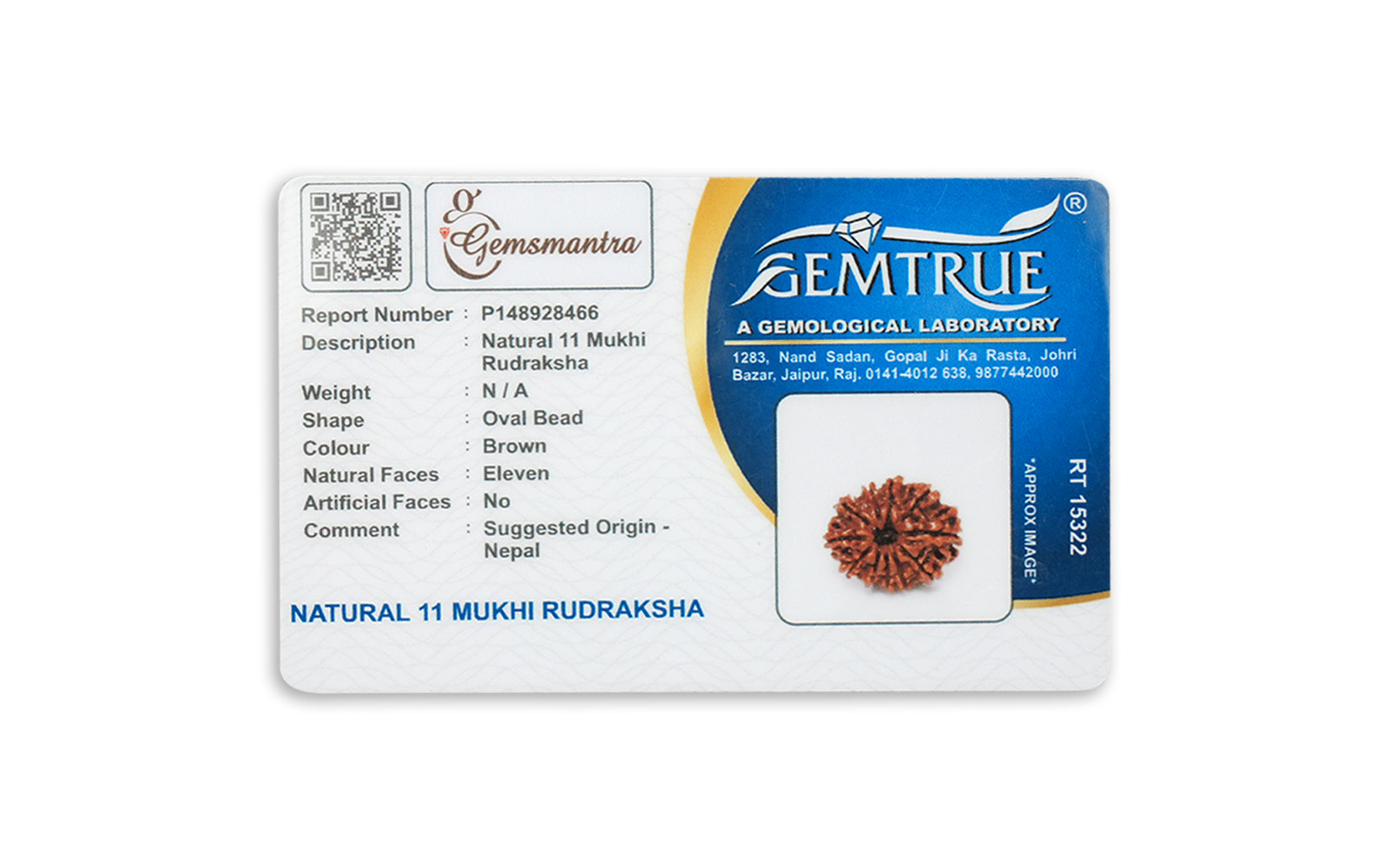 11 Mukhi Rudraksha – Original Nepali Bead