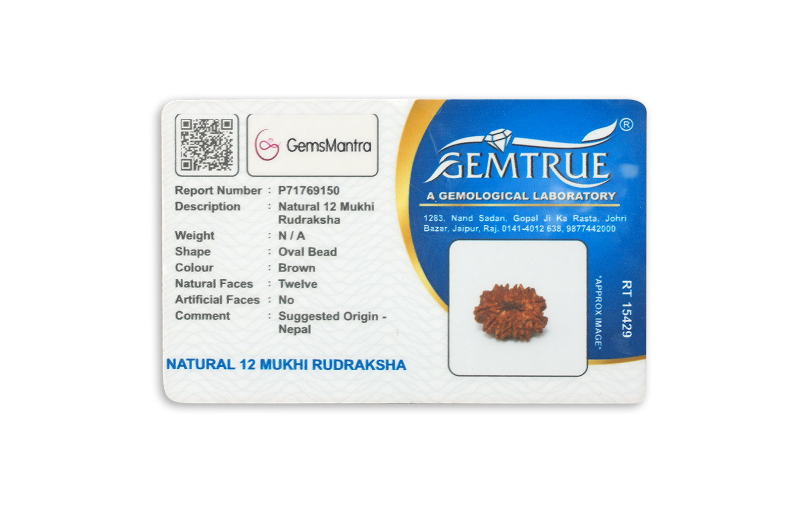 12 Mukhi Rudraksha – Original Nepali Bead