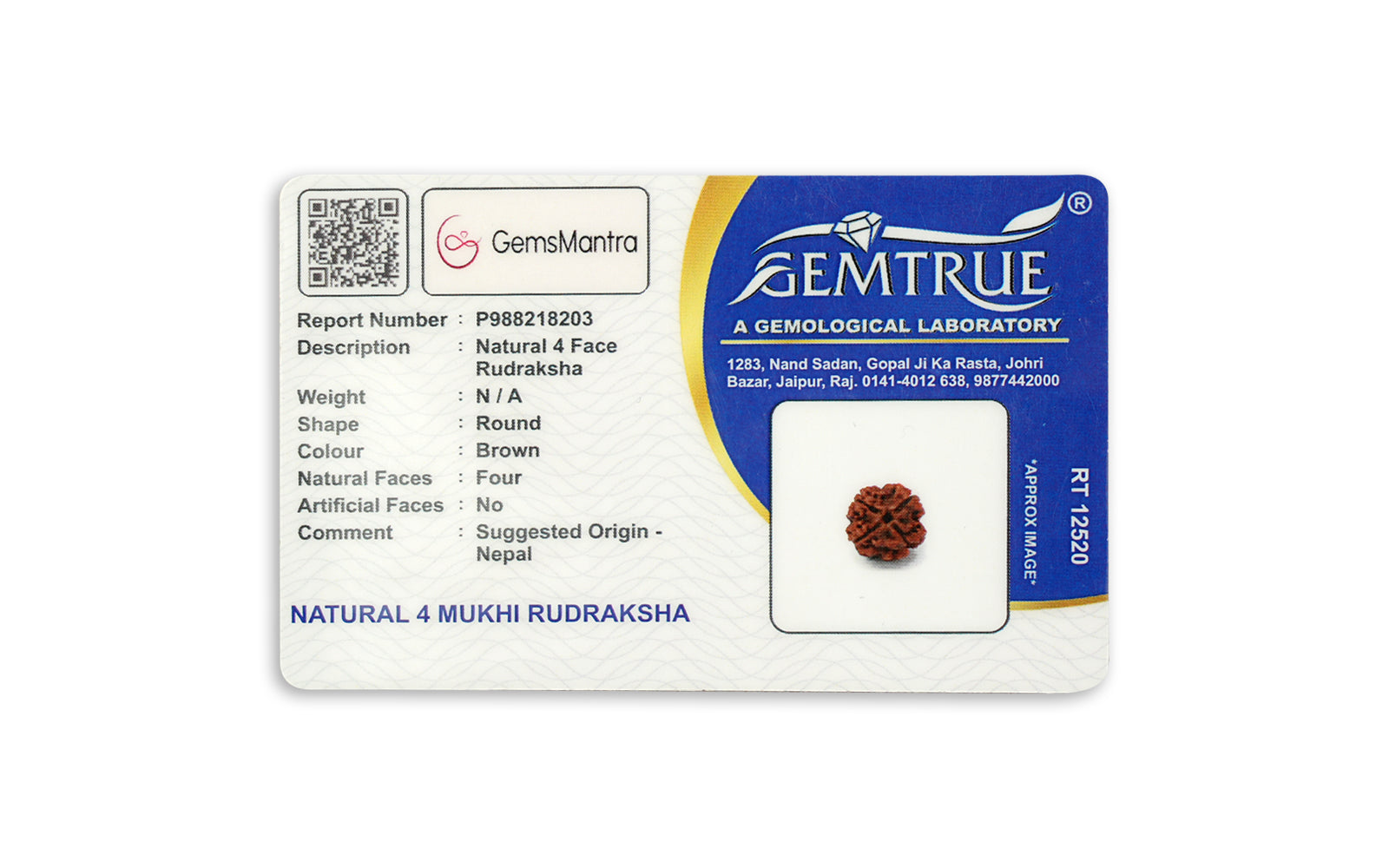 4 Mukhi Rudraksha – Original Nepali Bead