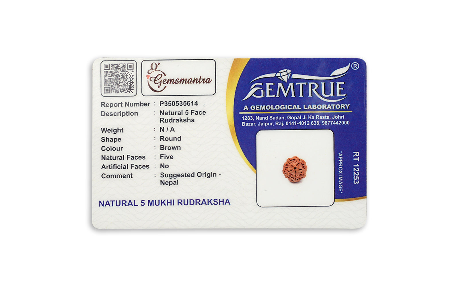Natural 5 Mukhi Rudraksha ULTRA (Nepali)