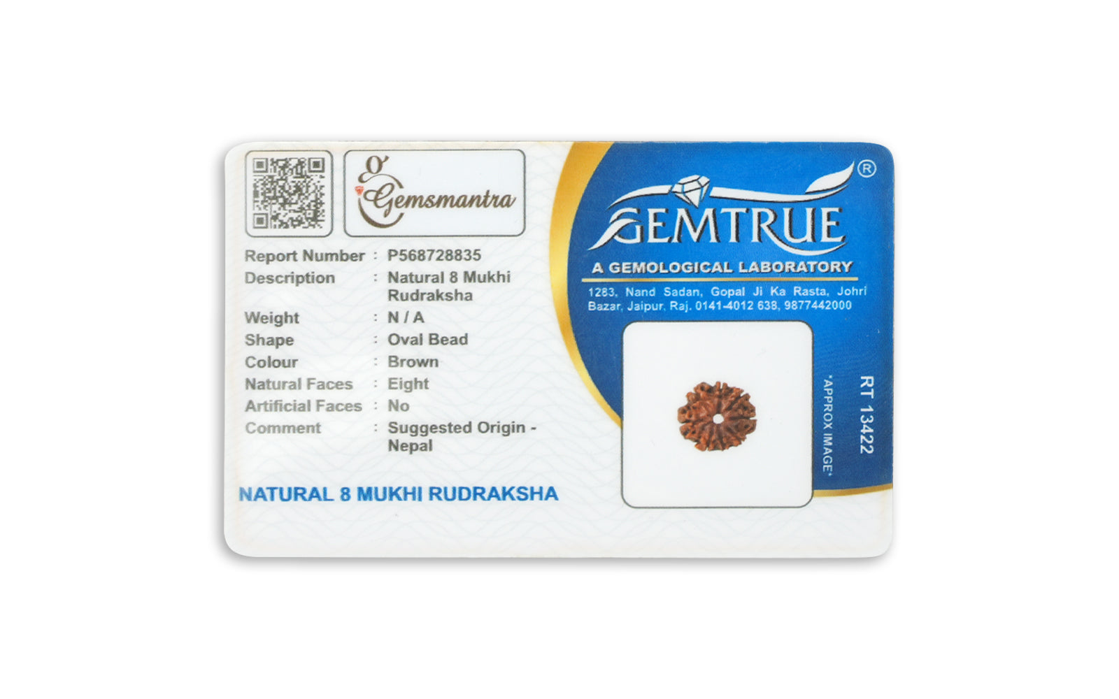 8 Mukhi Rudraksha – Original Nepali Bead