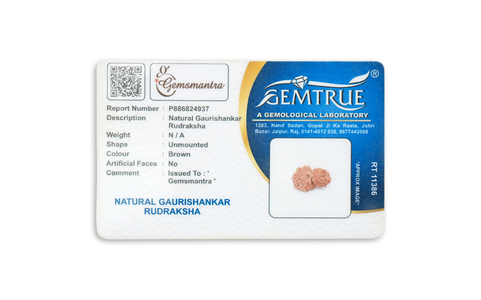 Gauri Shankar Rudraksha – Original Nepali Bead